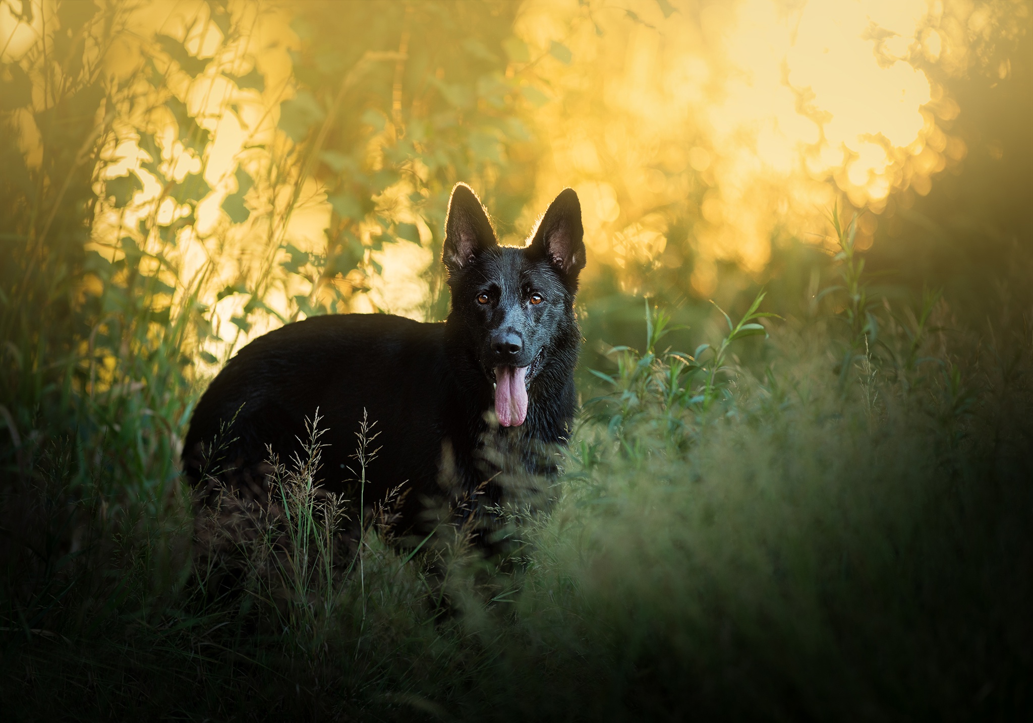 Dog German Shepherd Pet 2048x1434