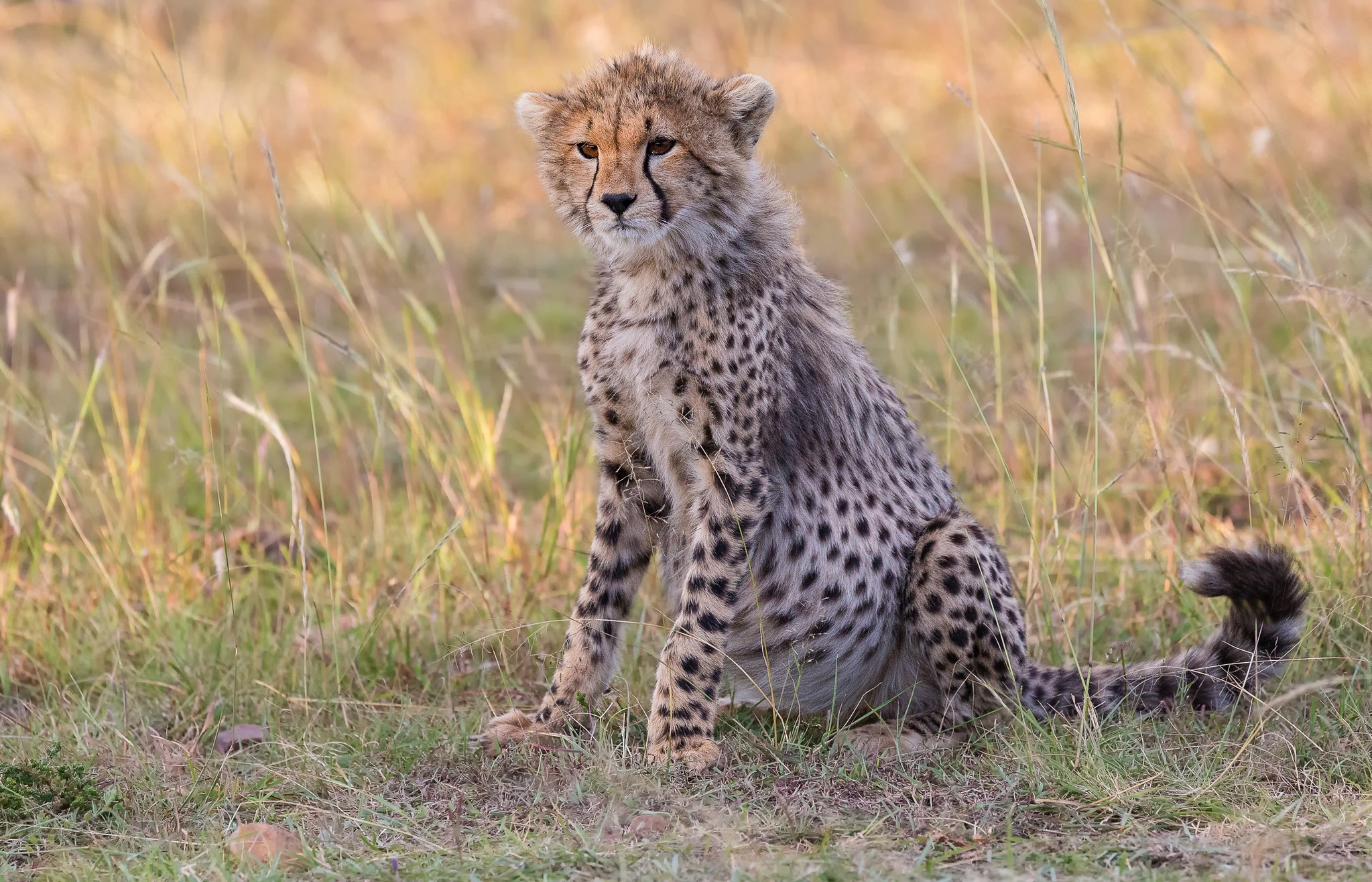 Baby Animal Big Cat Cheetah Cub Wildlife 2047x1316