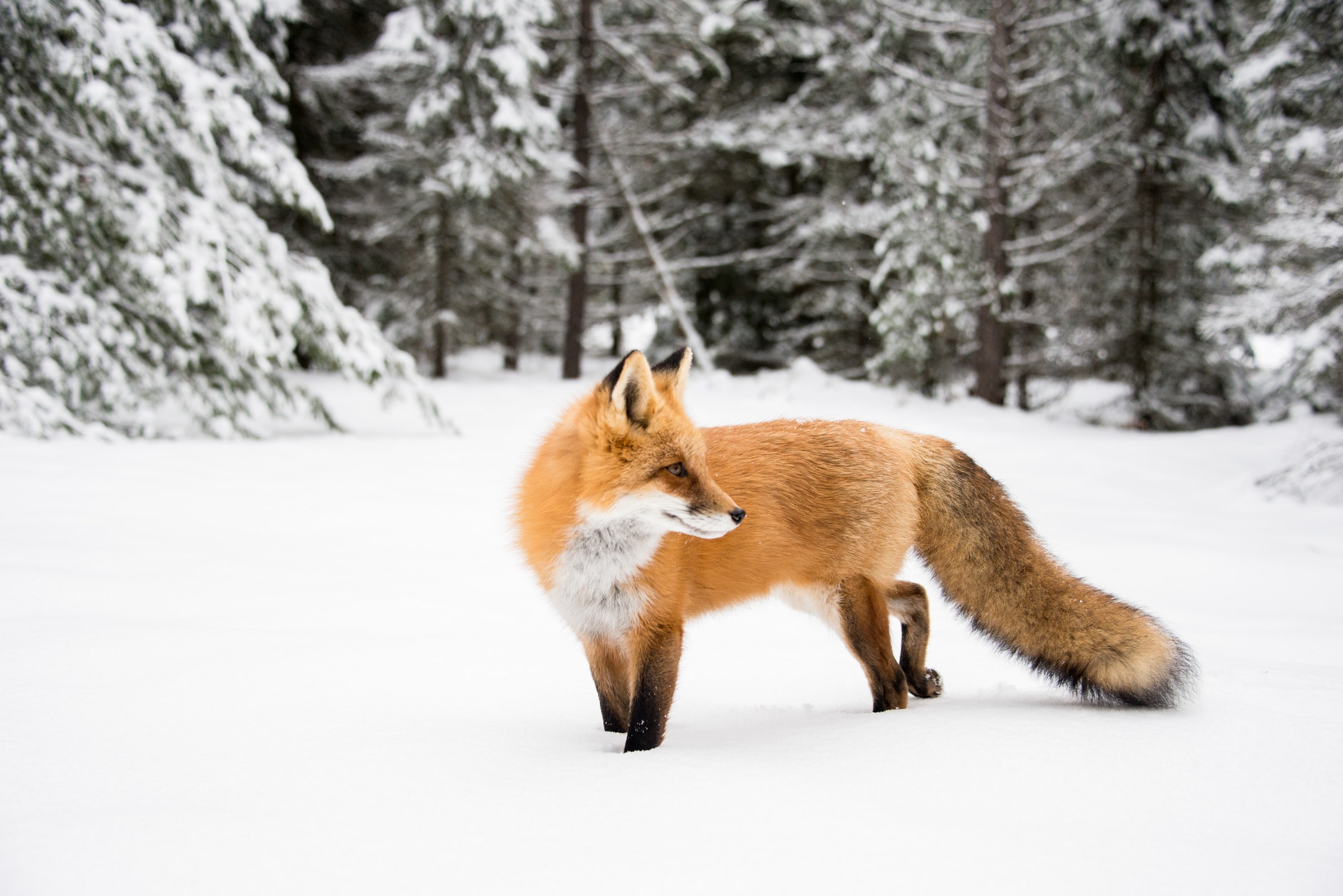 Fox Wildlife Winter 2400x1602