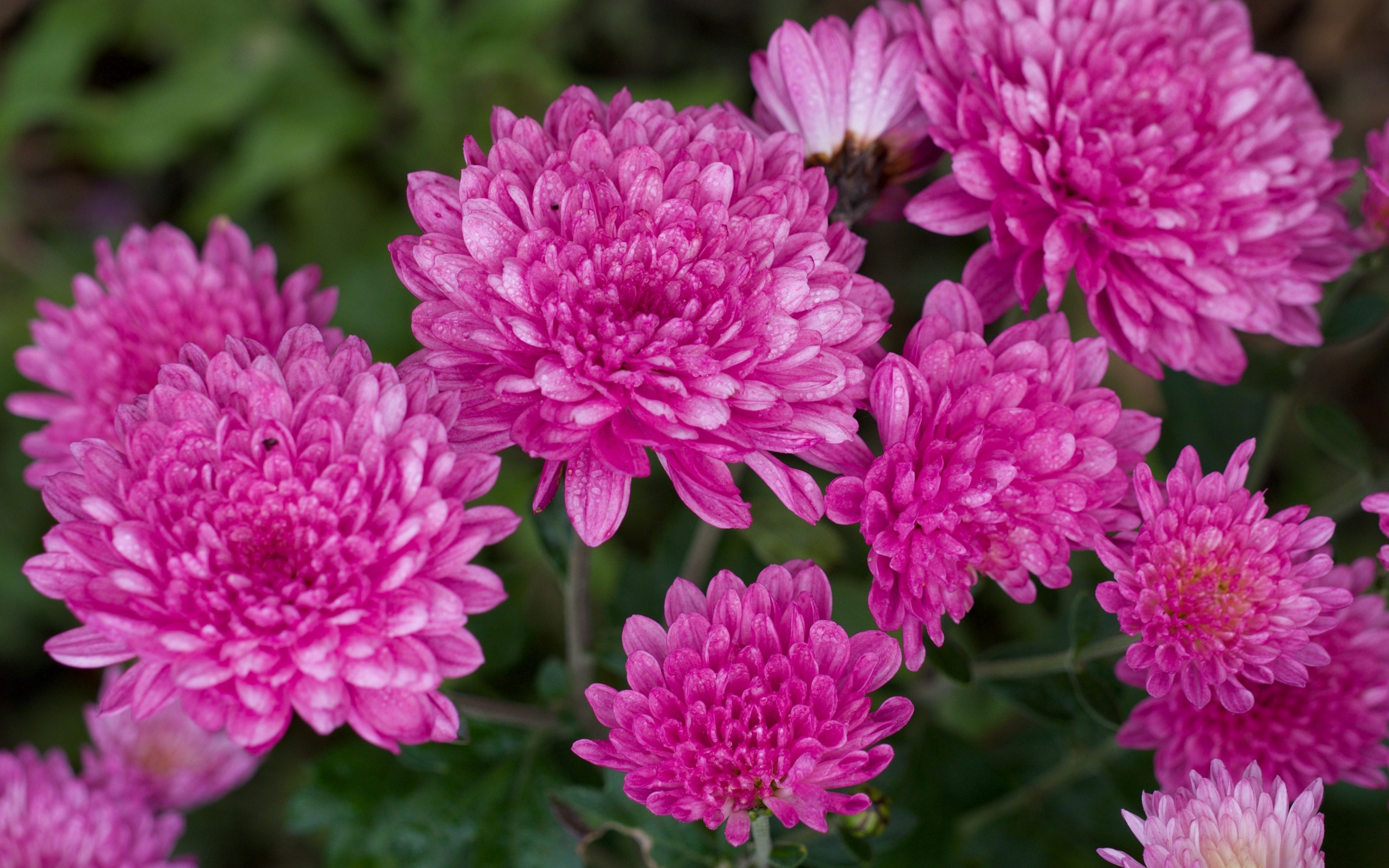 Chrysanthemum Pink Flower 2880x1800
