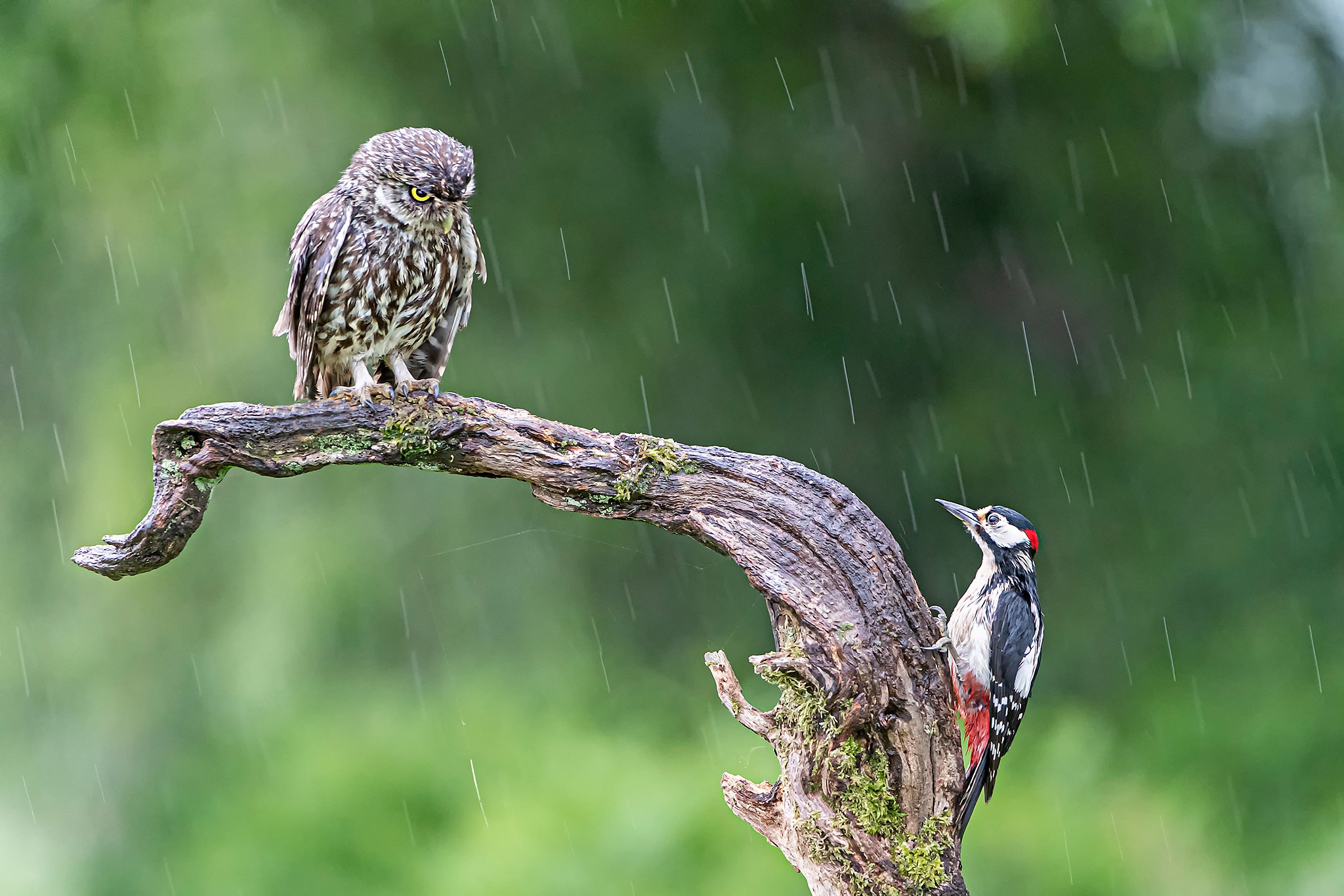 Bird Owl Rain Wildlife Woodpecker 2048x1365