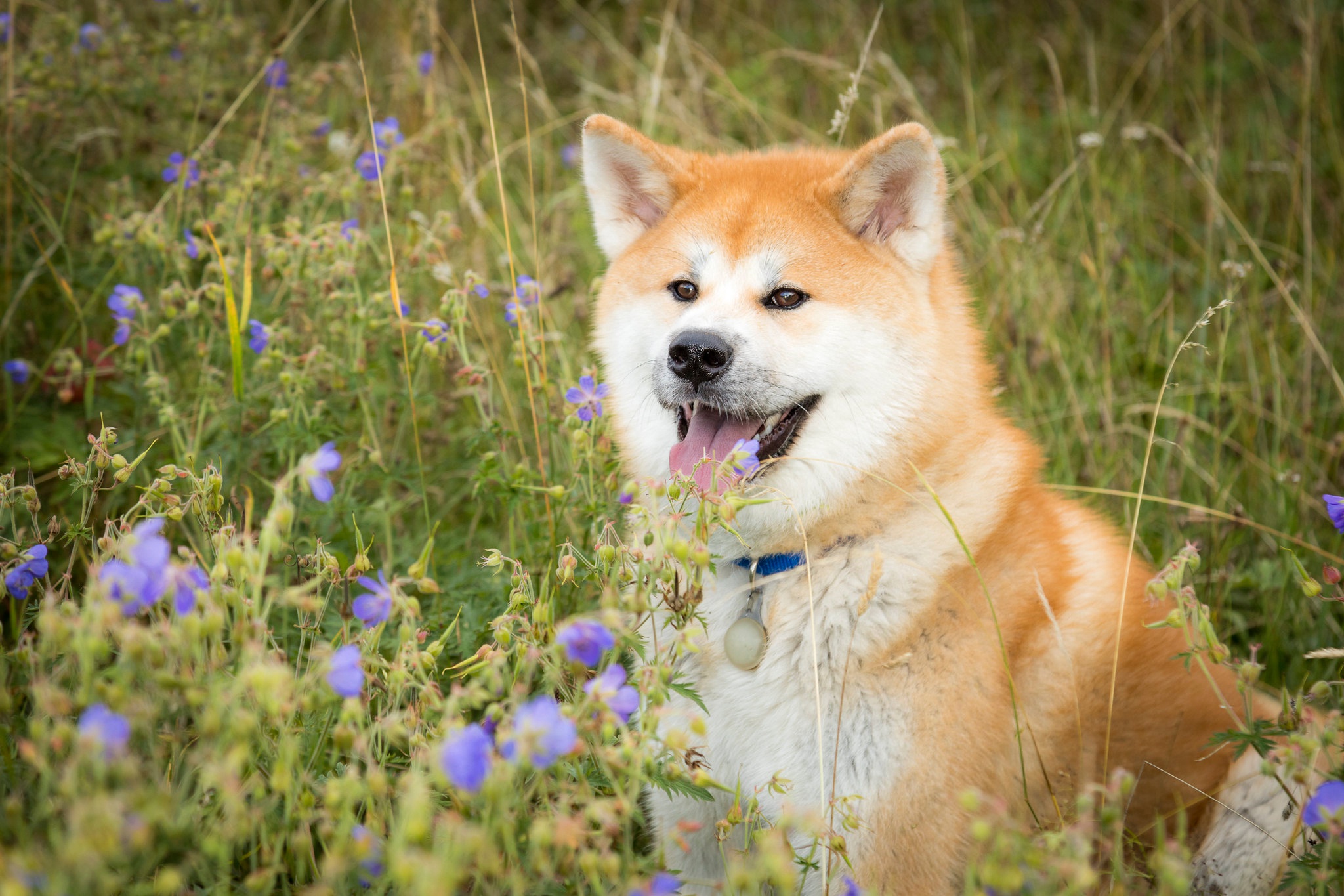 Akita Dog Flower Pet 2048x1365