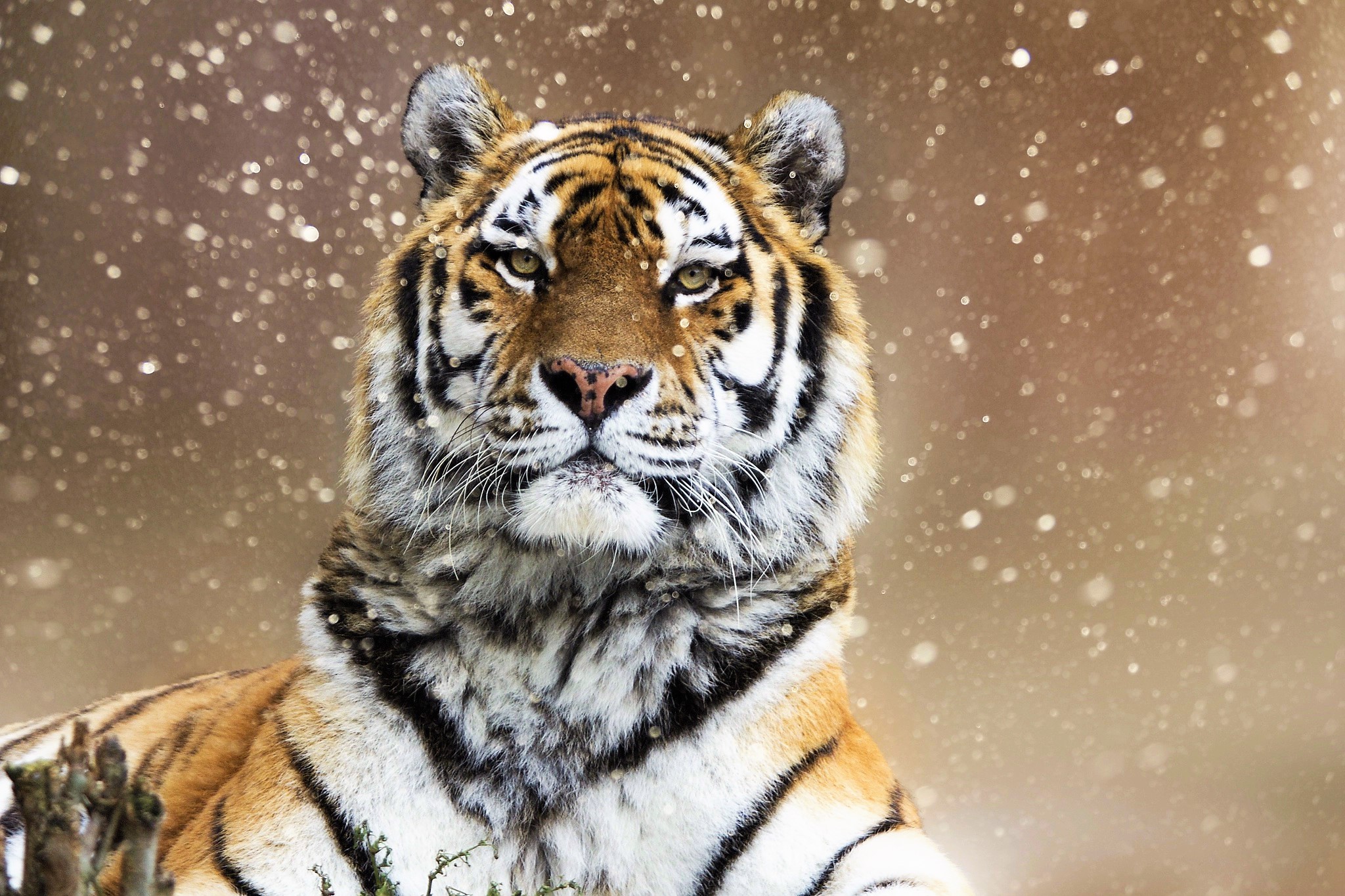 Animal Big Cat Siberian Tiger Snowfall Tiger Wildlife Winter Predator Animal 2048x1365