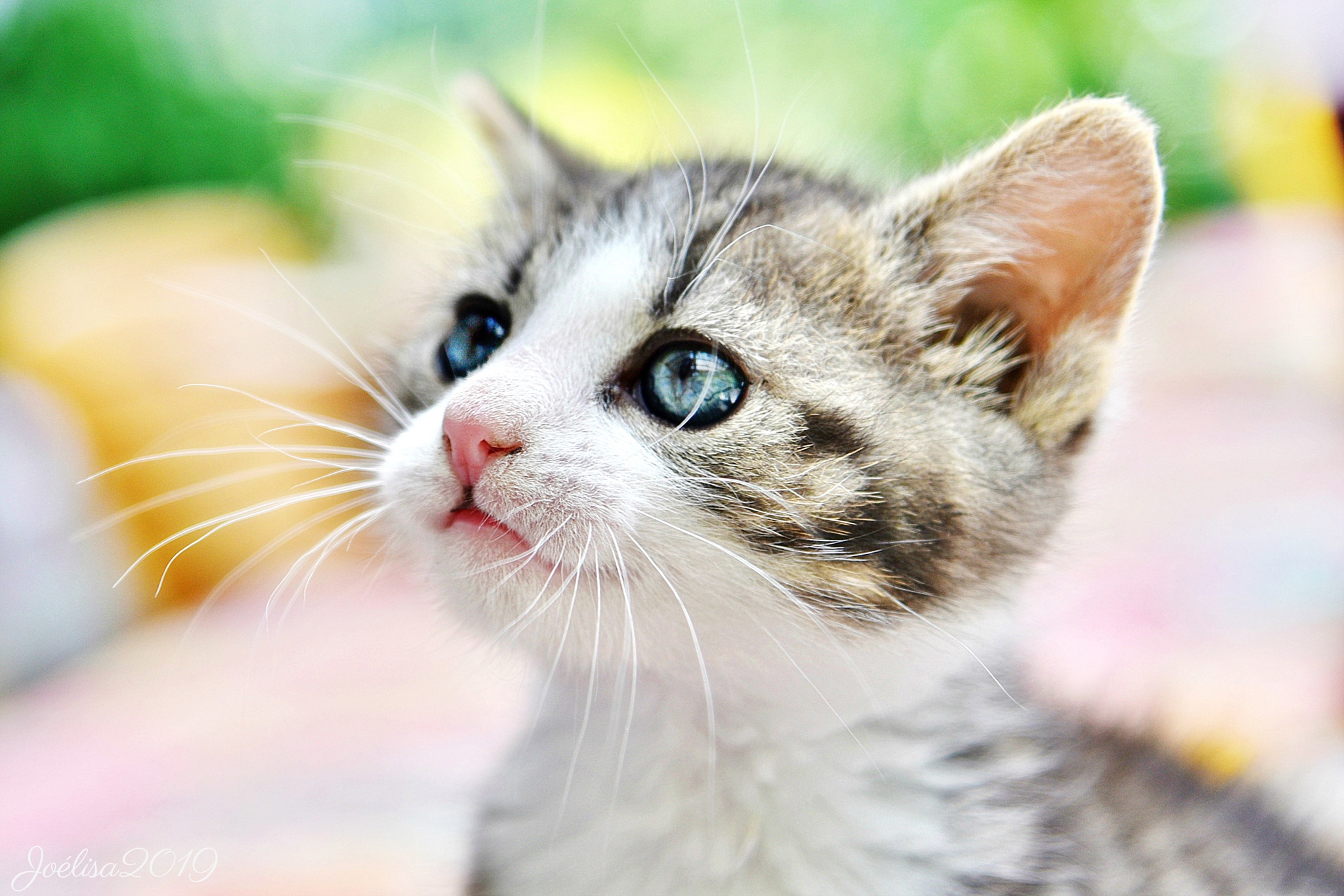 Baby Animal Cat Kitten Pet 2048x1366