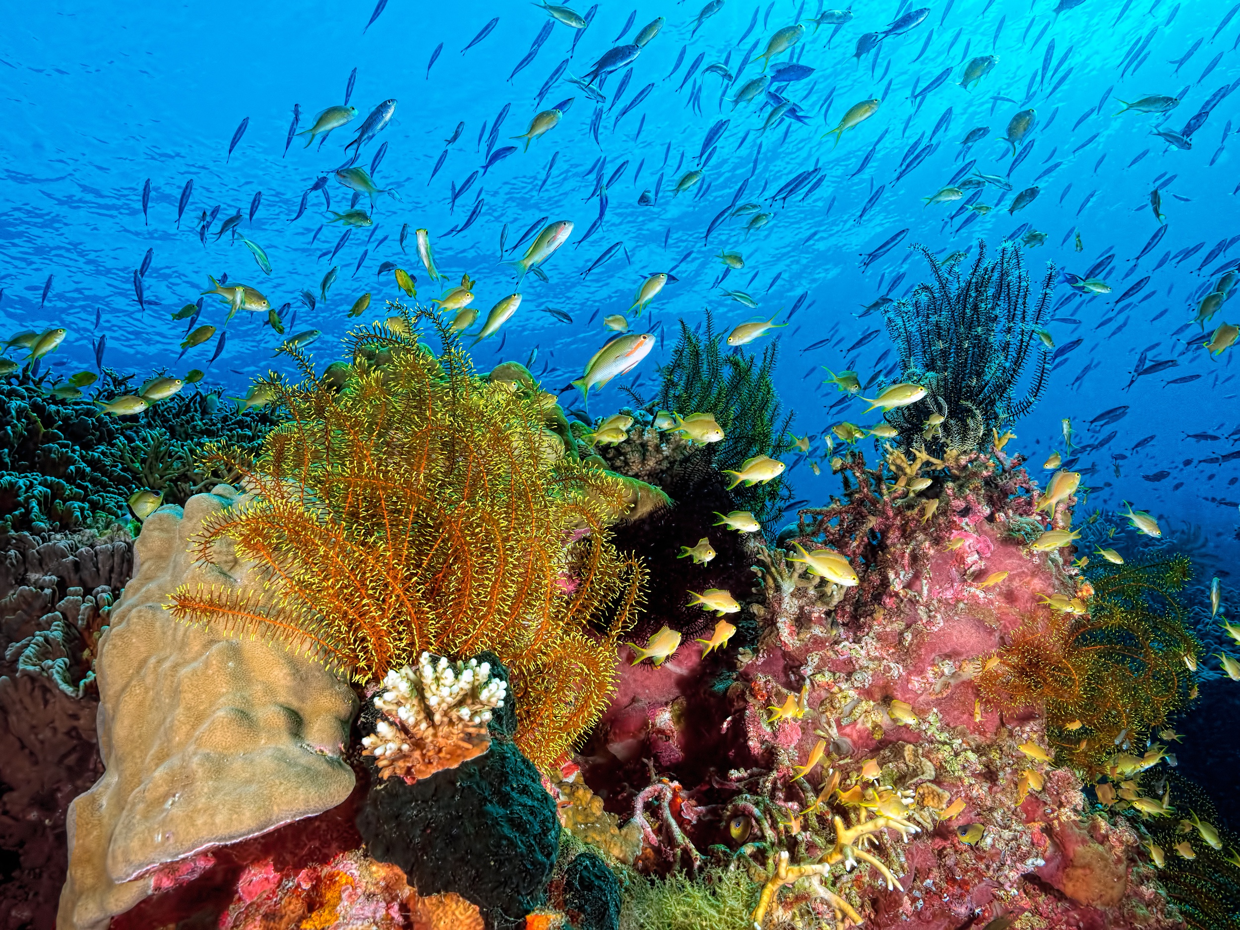 Coral Fish Sea Life Underwater 2500x1875