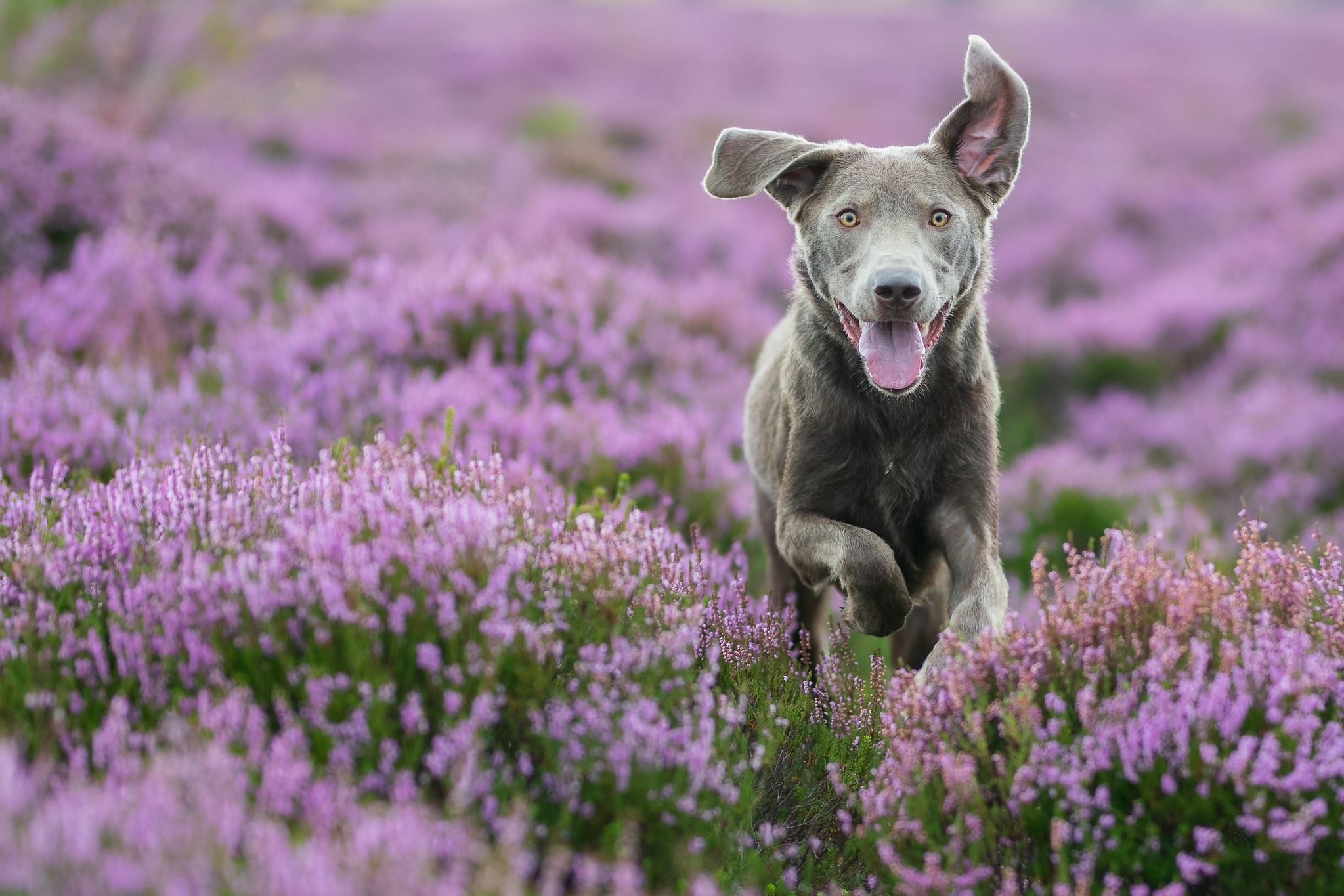 Dog Heather Pet Pink Flower 2047x1365