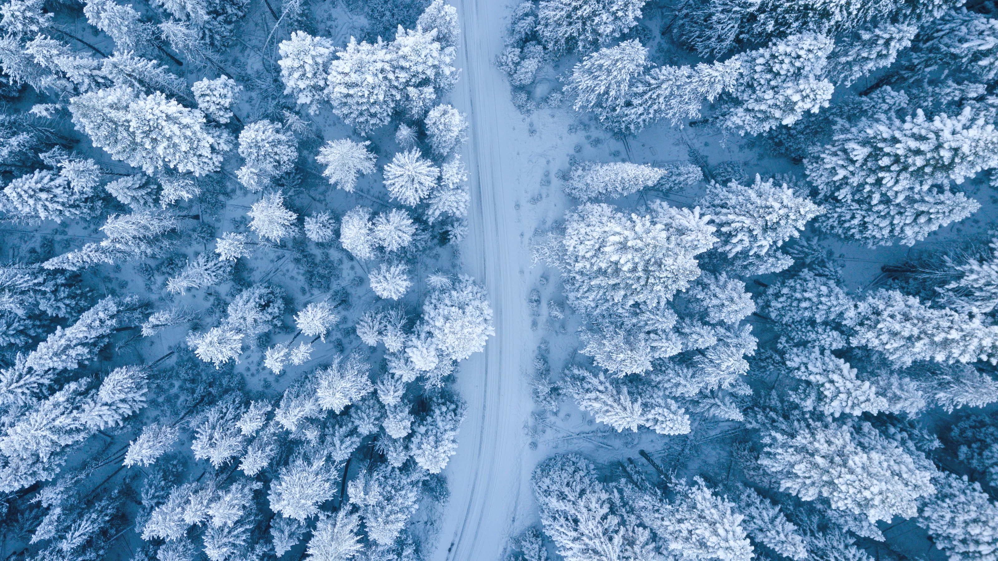 Fir Tree Forest Road Snow Winter 3200x1800