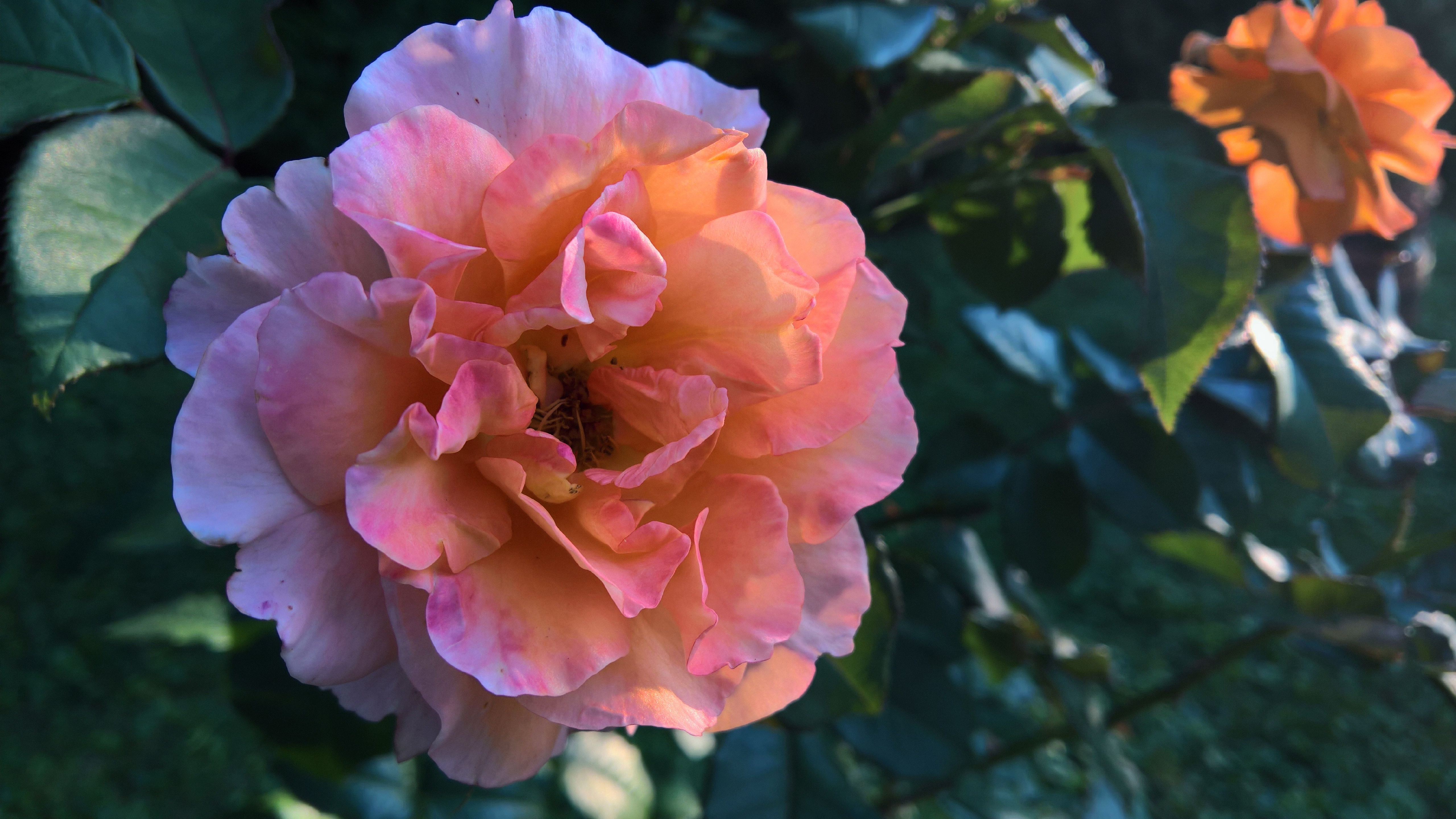 Earth Flower Pink Flower Pink Rose Rose 5120x2880