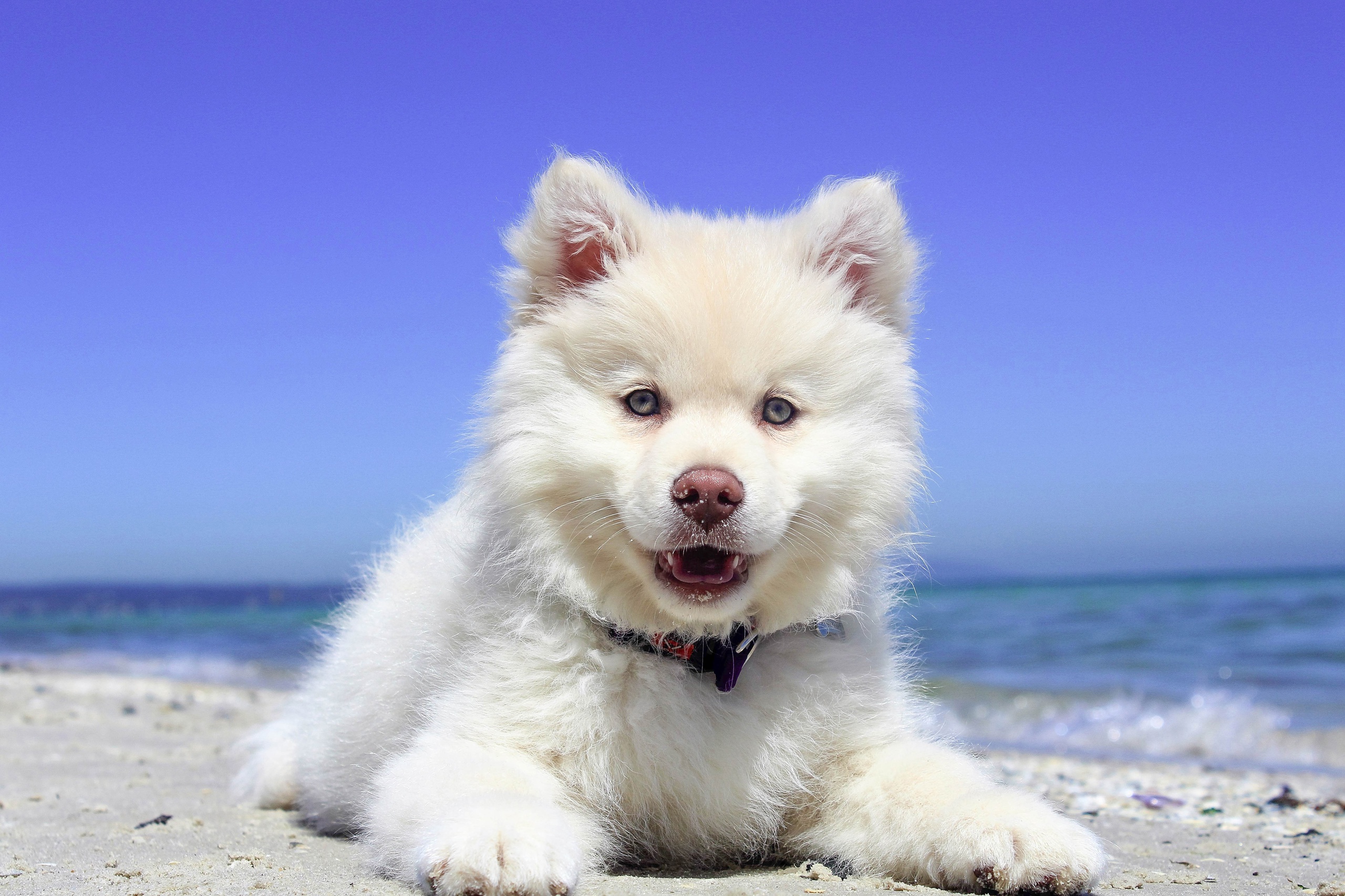 Baby Animal Depth Of Field Dog Pet Puppy Samoyed 2560x1706