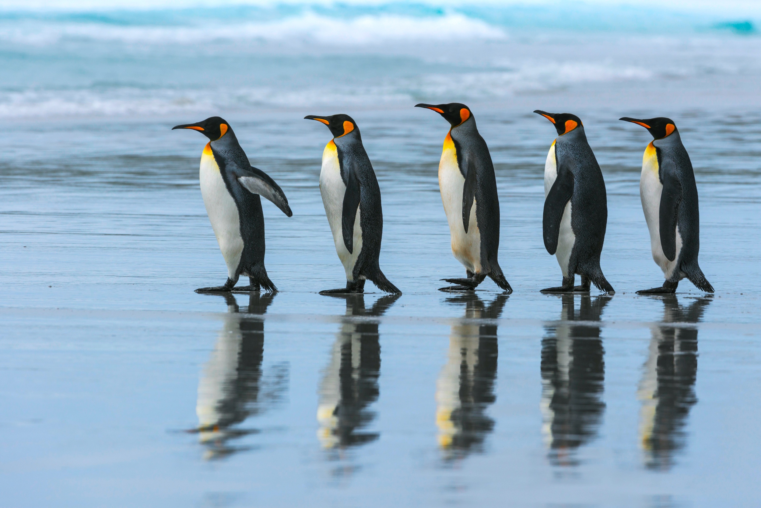 Penguin Reflection Wildlife 2500x1669