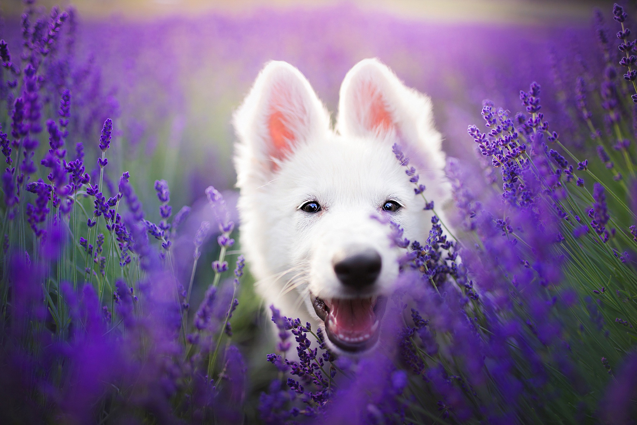 Dog Lavender Pet Purple Flower White Shepherd 2048x1366