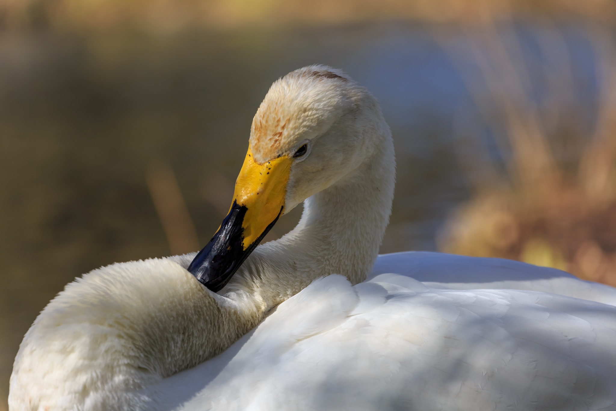 Beak Bird Swan Tundra Swan Wildlife 2048x1365