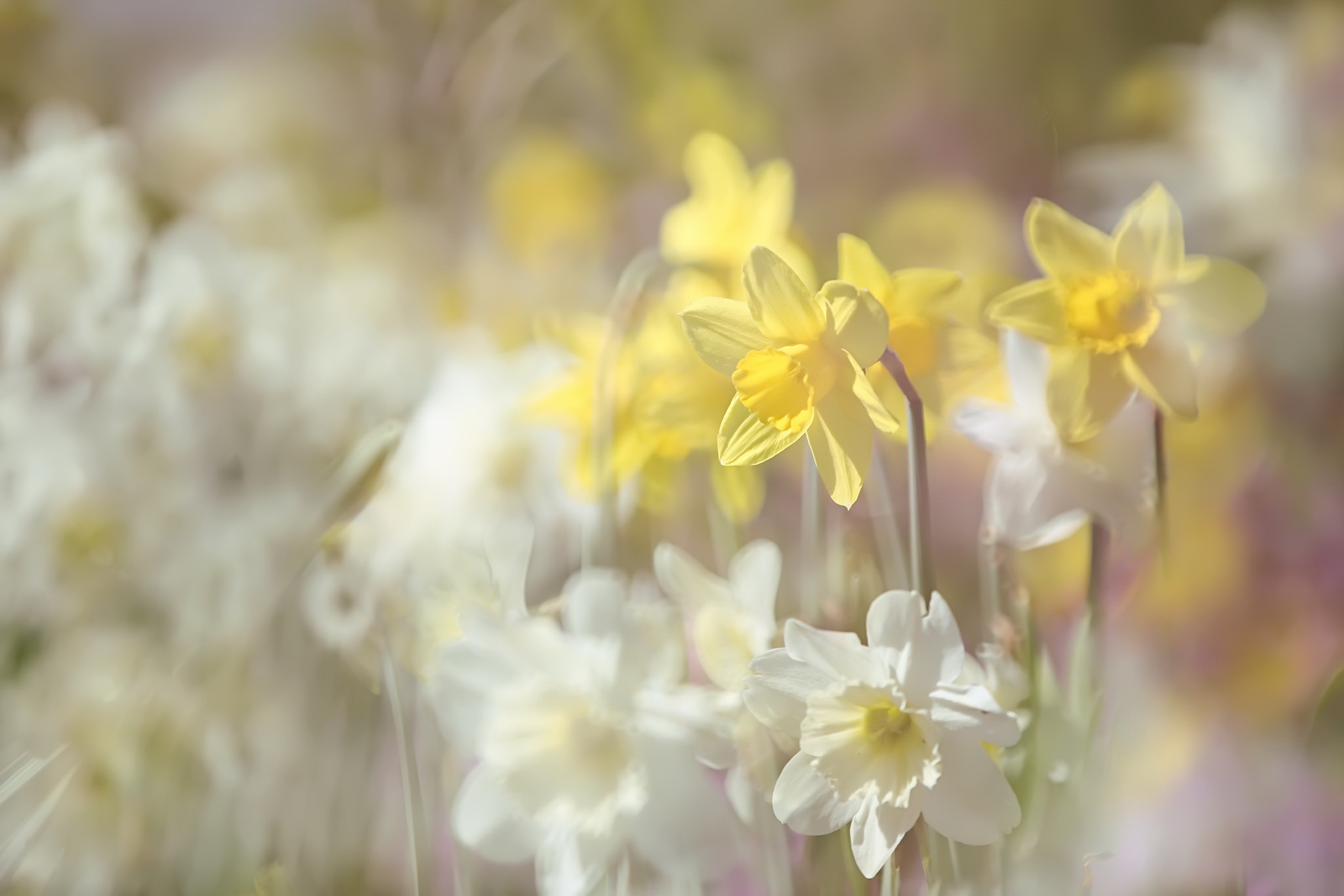 Blur Daffodil Flower Nature Summer White Flower Yellow Flower 2048x1365