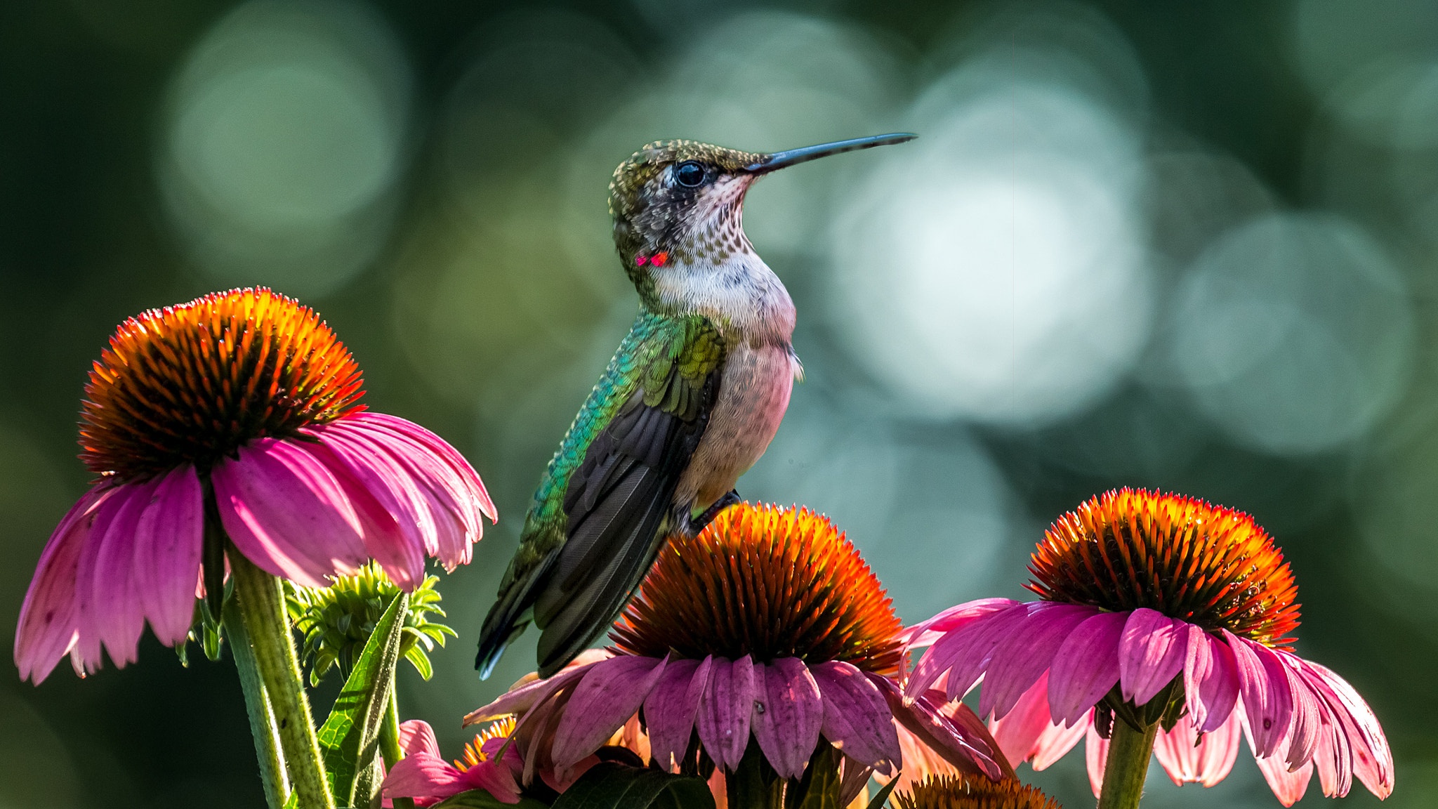 Bird Close Up Flower Hummingbird Wildlife 2048x1152
