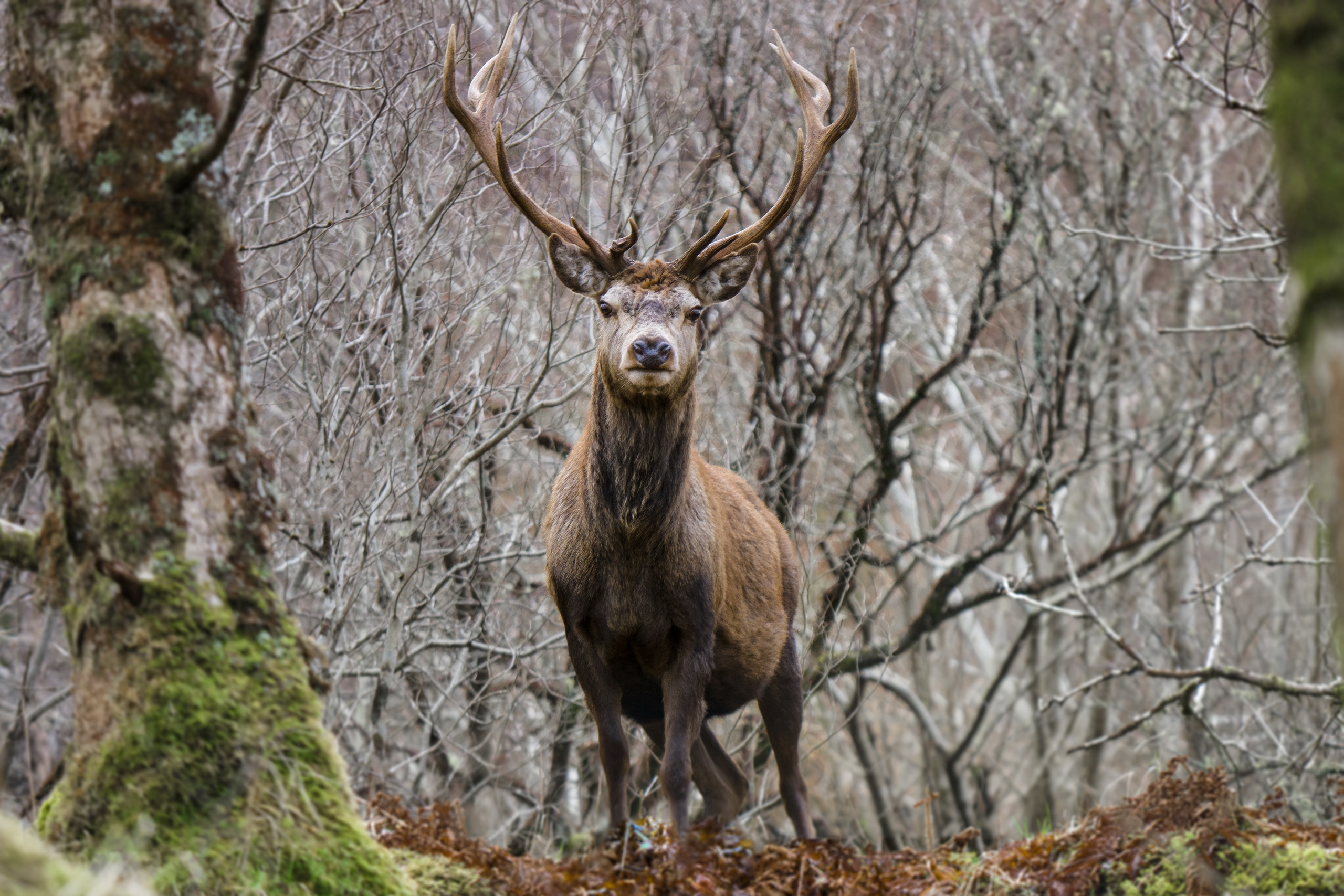 Deer Stare Wildlife 2560x1707
