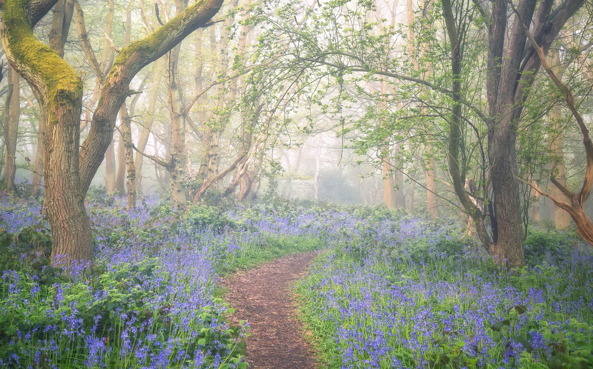 Flower Fog Forest Nature Path 2048x1276