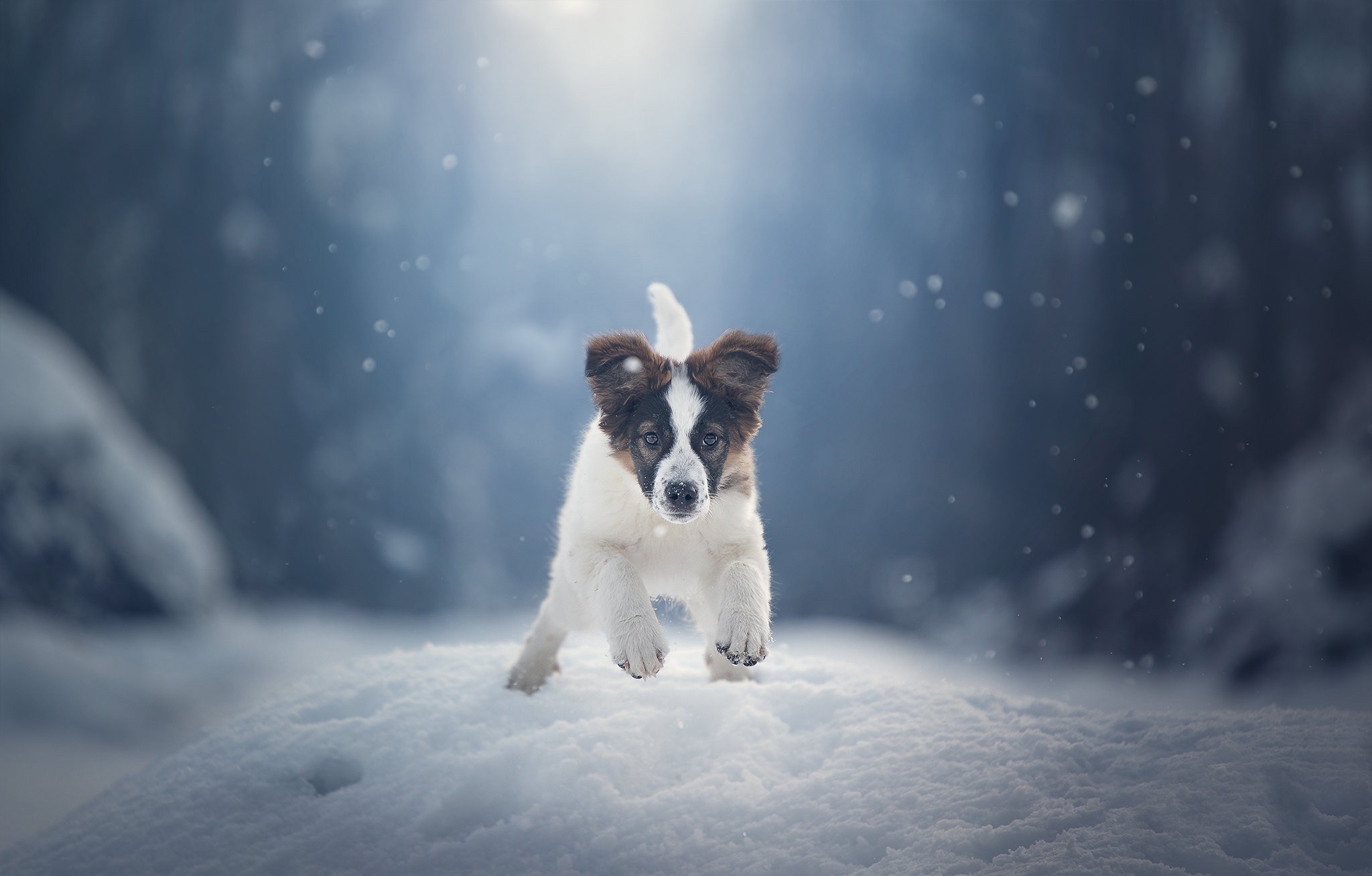 Dog Animals Mammals Snow Outdoors Winter Cold Nature 2048x1308