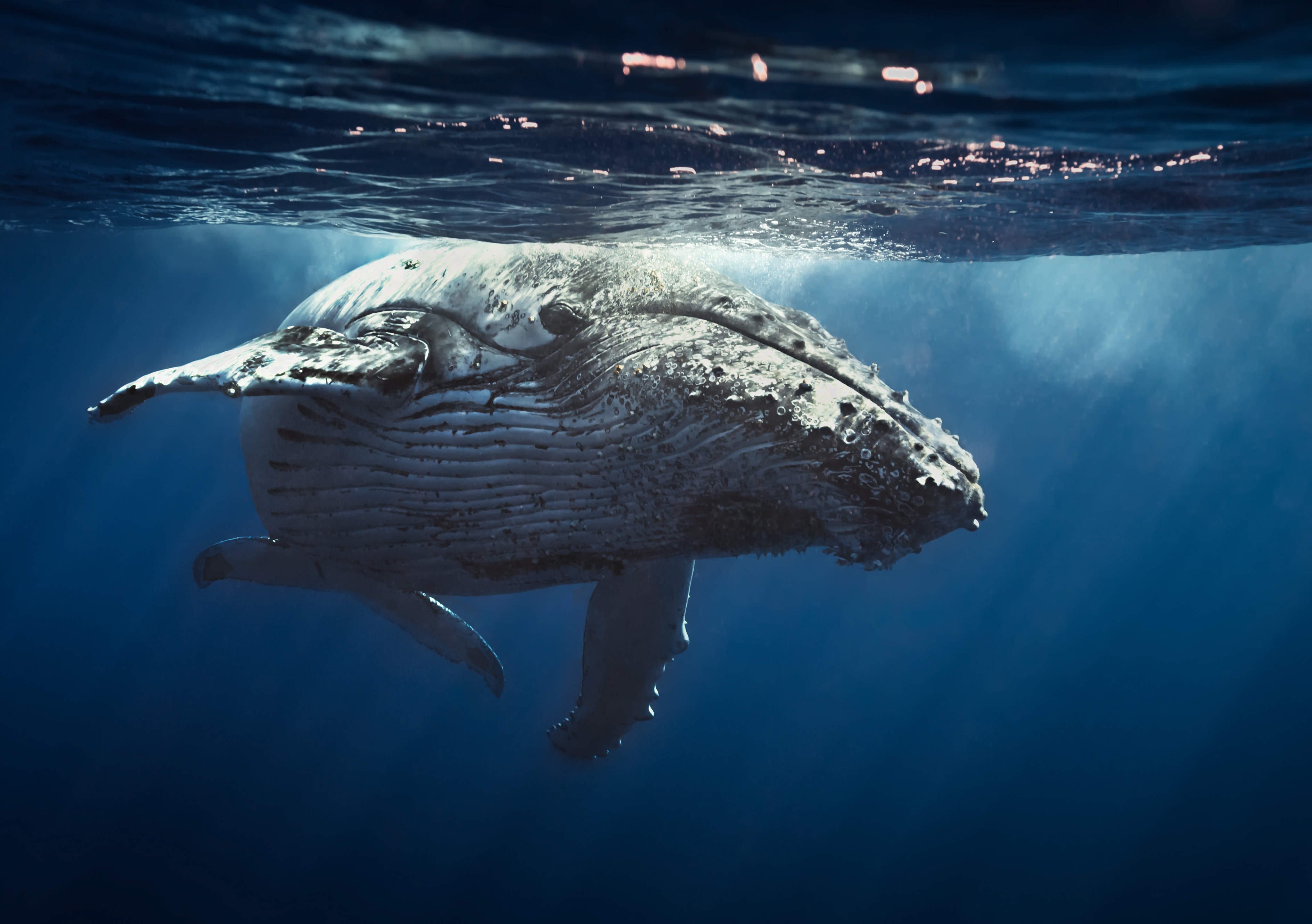 Sea Life Sunbeam Underwater Whale 4096x2885