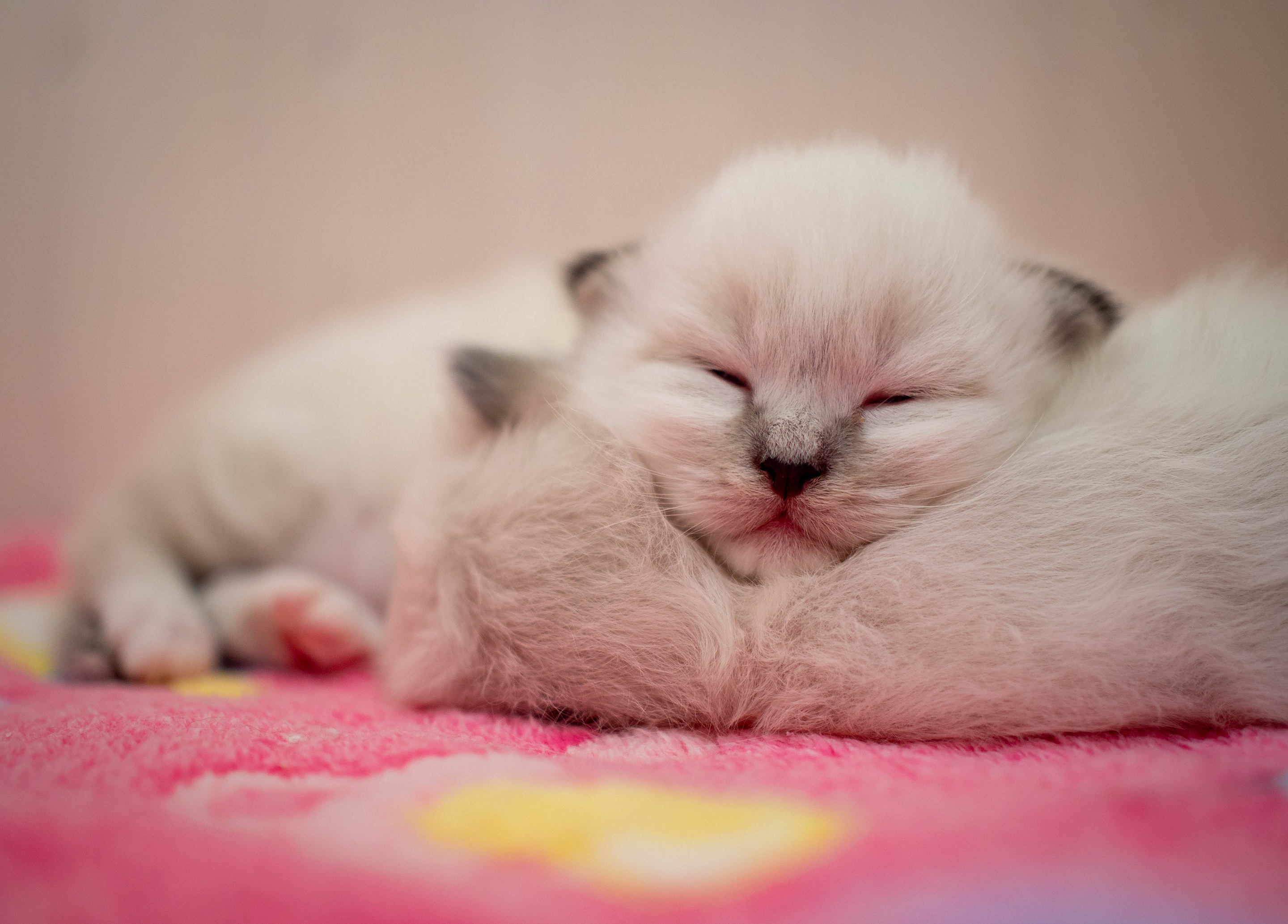 Baby Animal Cat Kitten Pet Ragdoll Sleeping 2880x2066