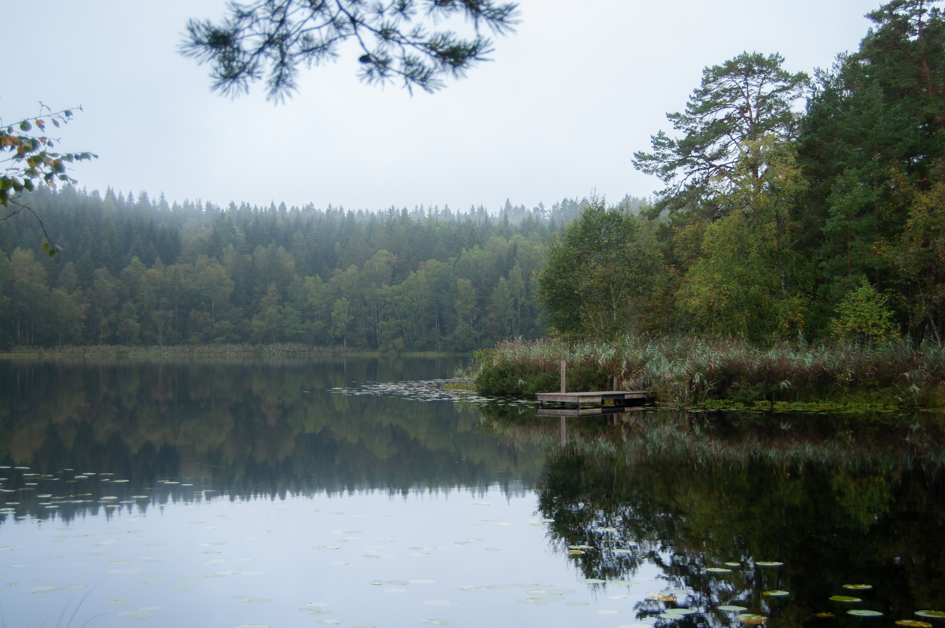 Nature Forest Jetty 3008x2000