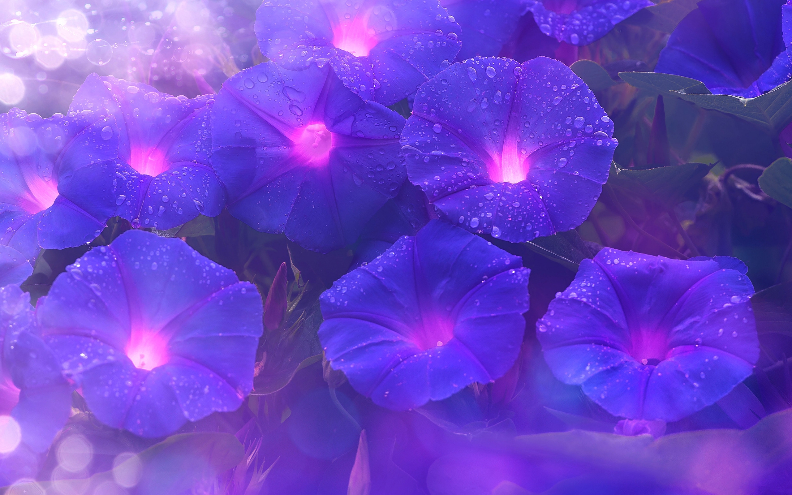 Nature Flowers Morning Glory Purple Flowers 2560x1600