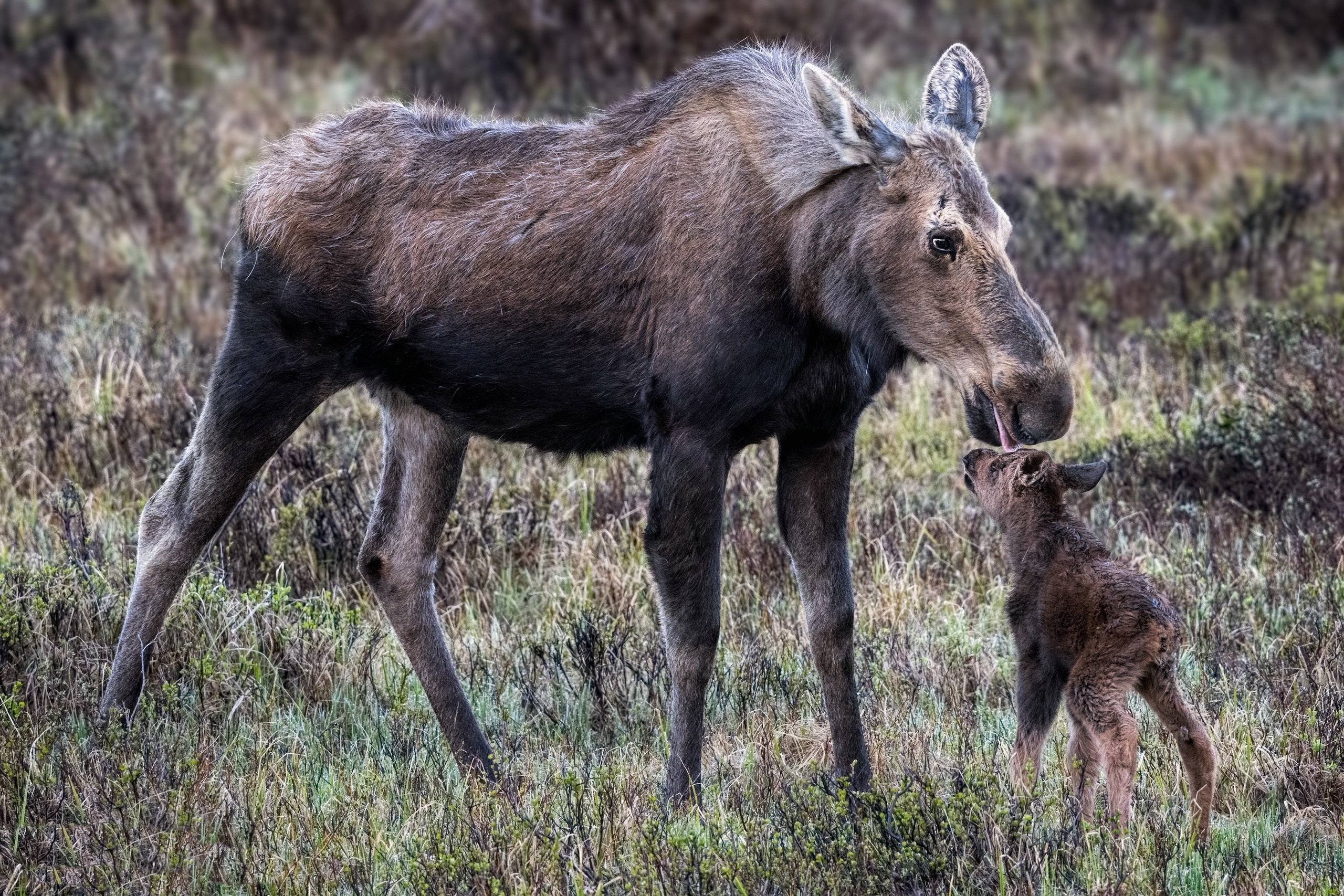 Baby Animal Moose Wildlife 2560x1707