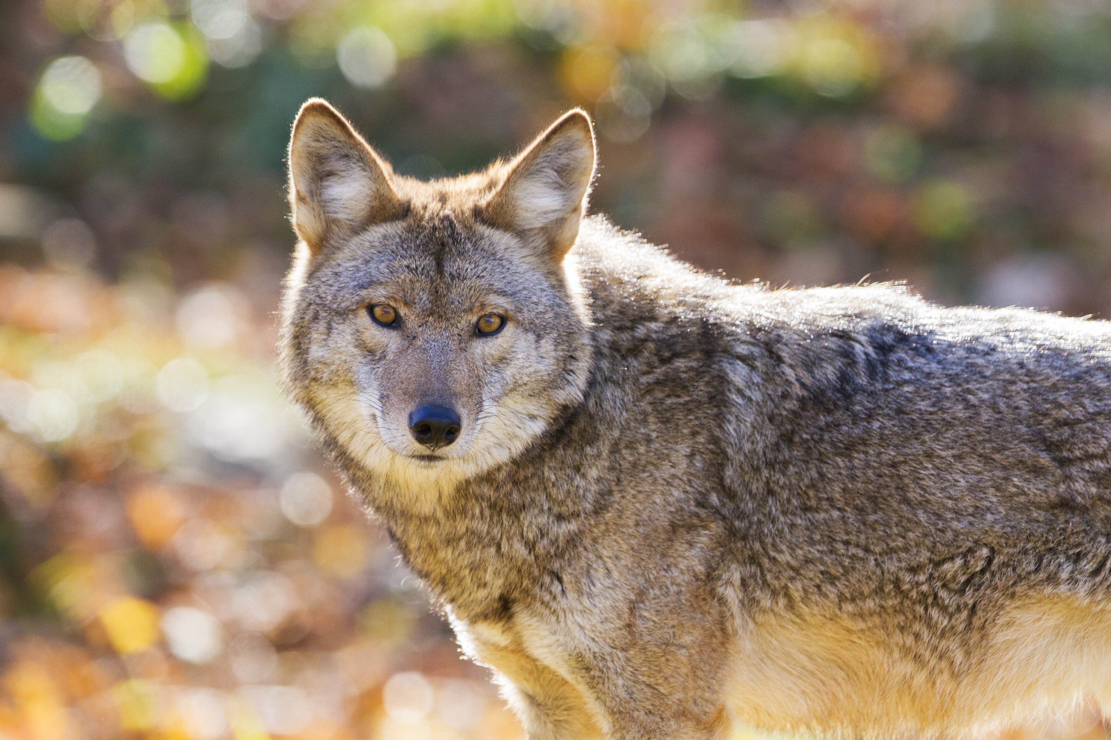 Bokeh Coyote Stare Wildlife Predator Animal 4680x3120