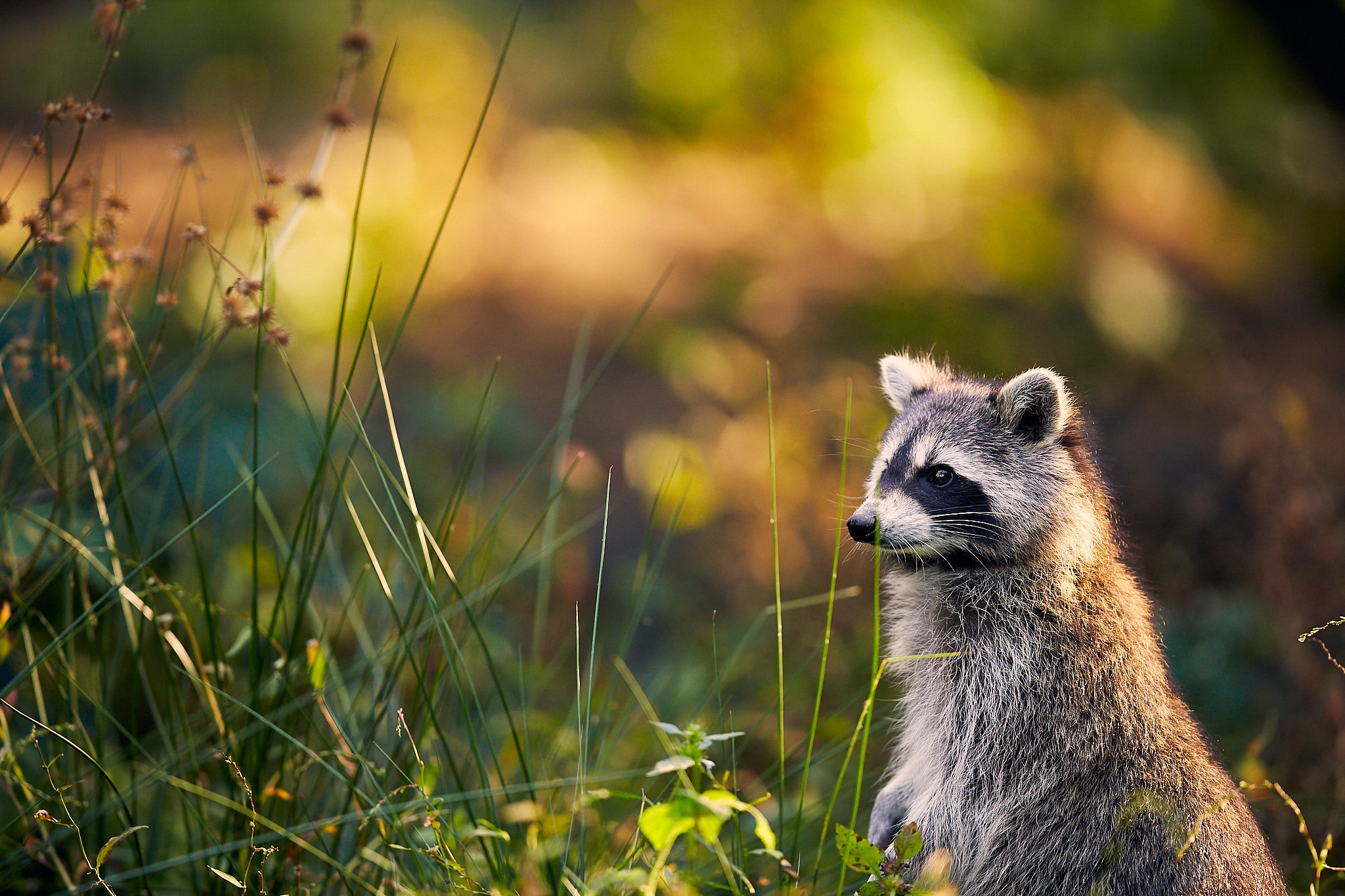 Raccoon Wildlife 2048x1365