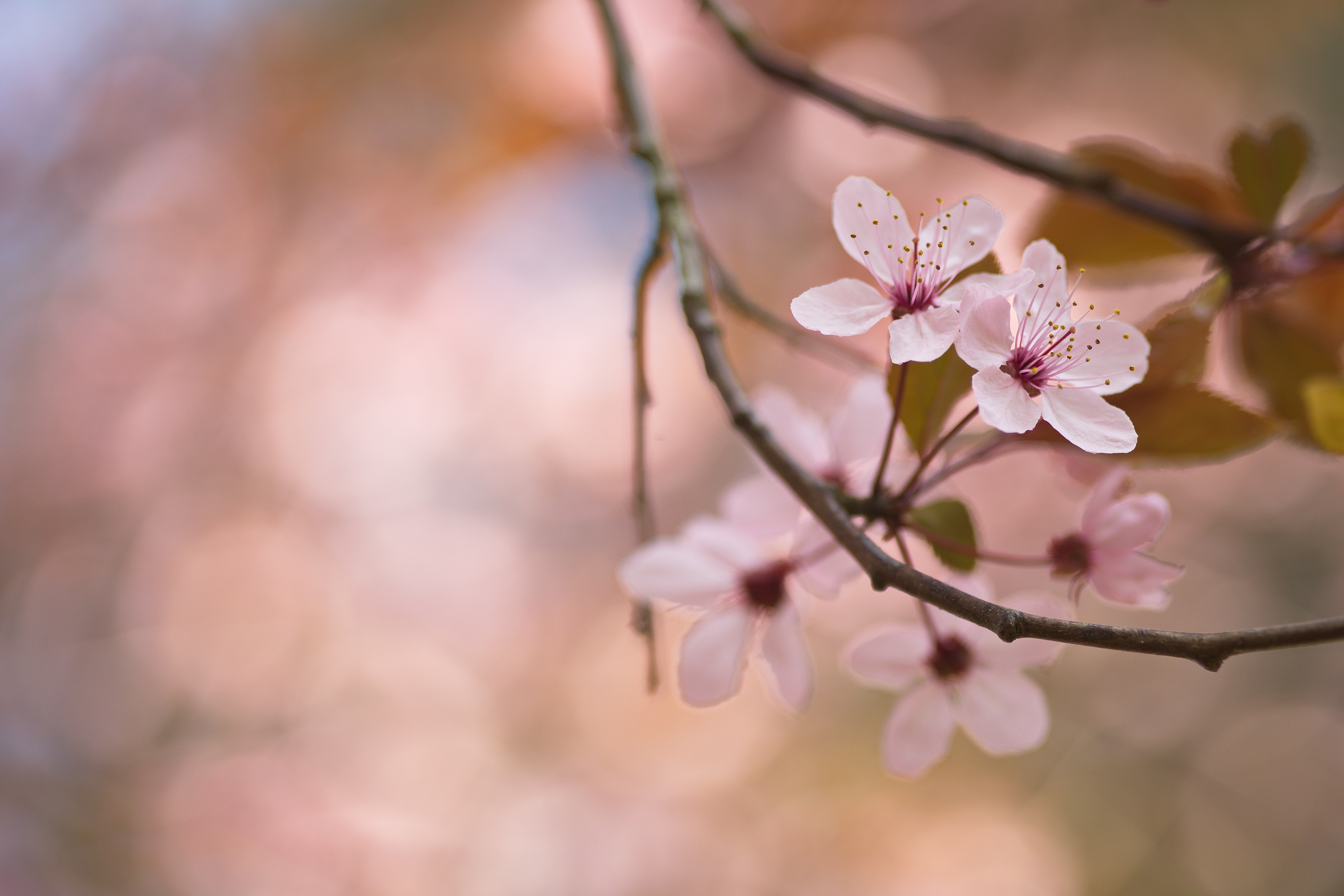 Floral Nature Trees Branch Cherry Blossom Japan Spring 5287x3525