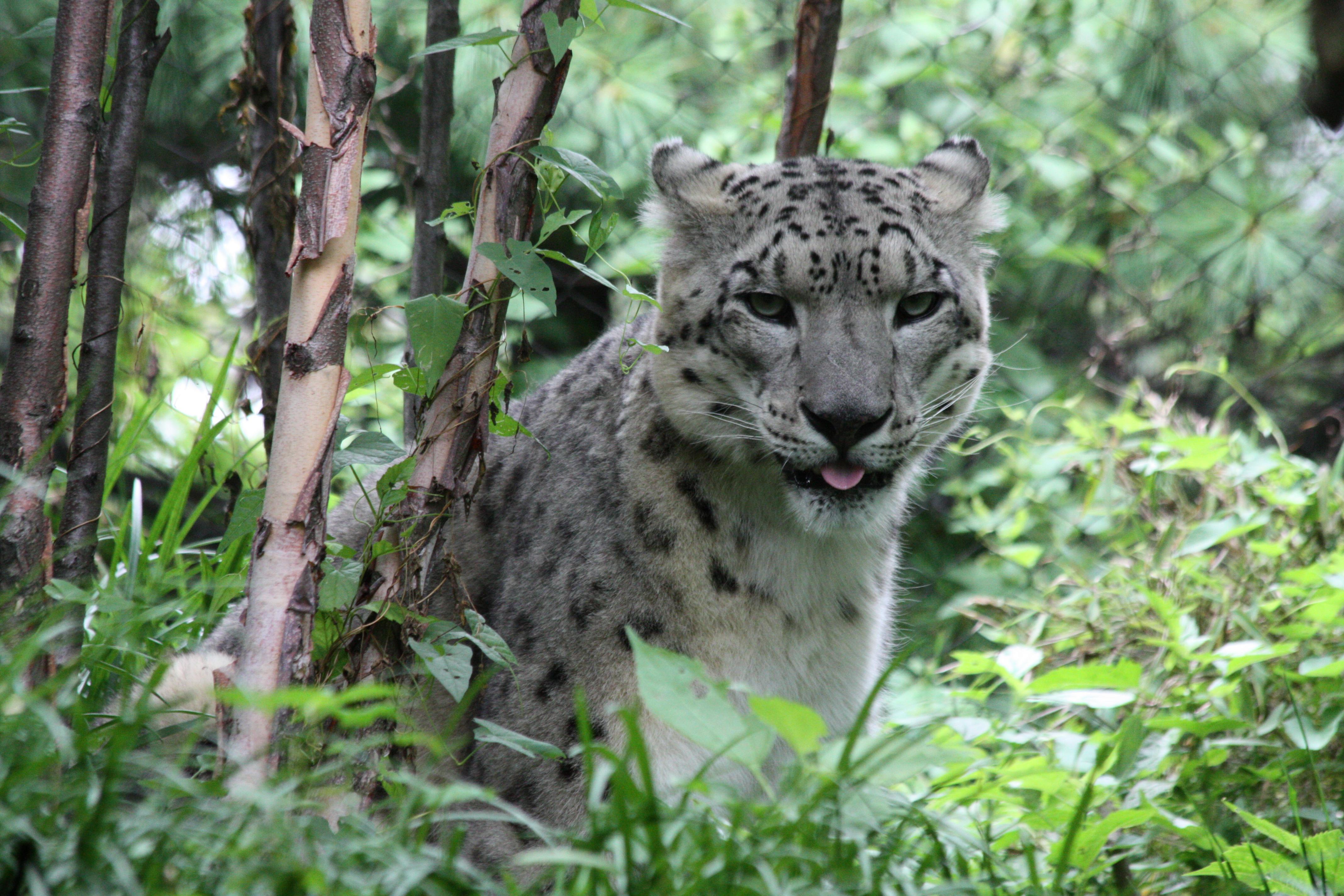 Animal Snow Leopard 4272x2848
