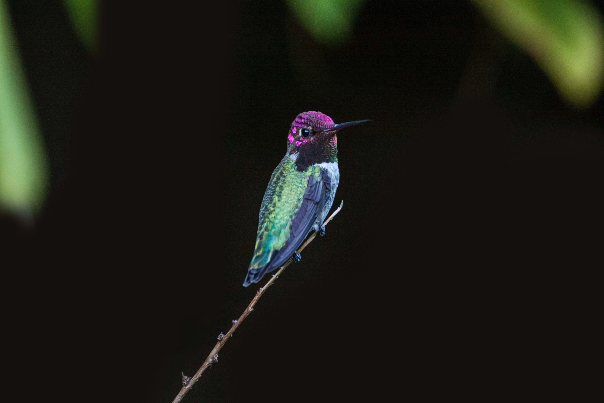Animal Bird Hummingbird 2000x1333