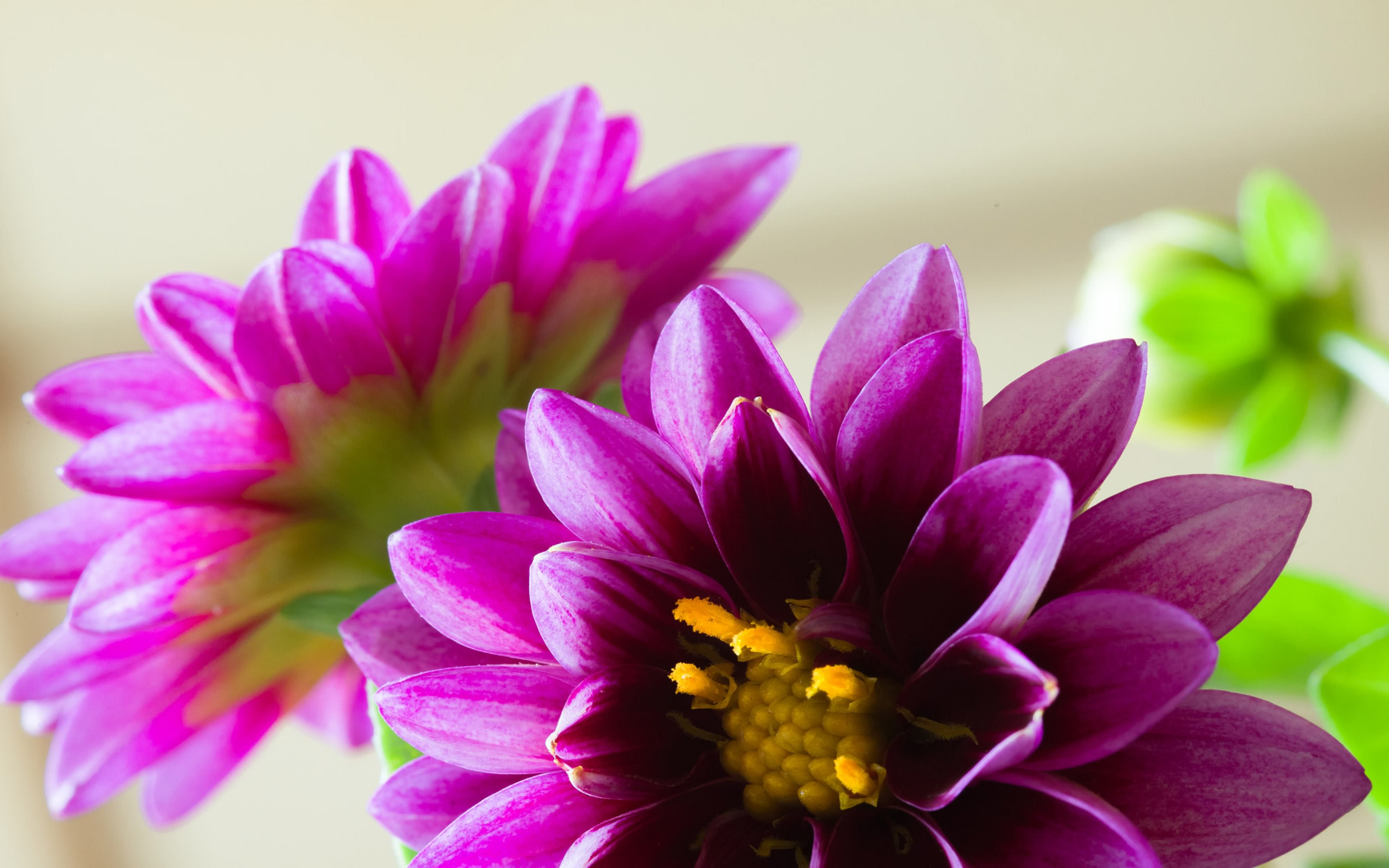 Dahlia Flower Purple Flower 3840x2400