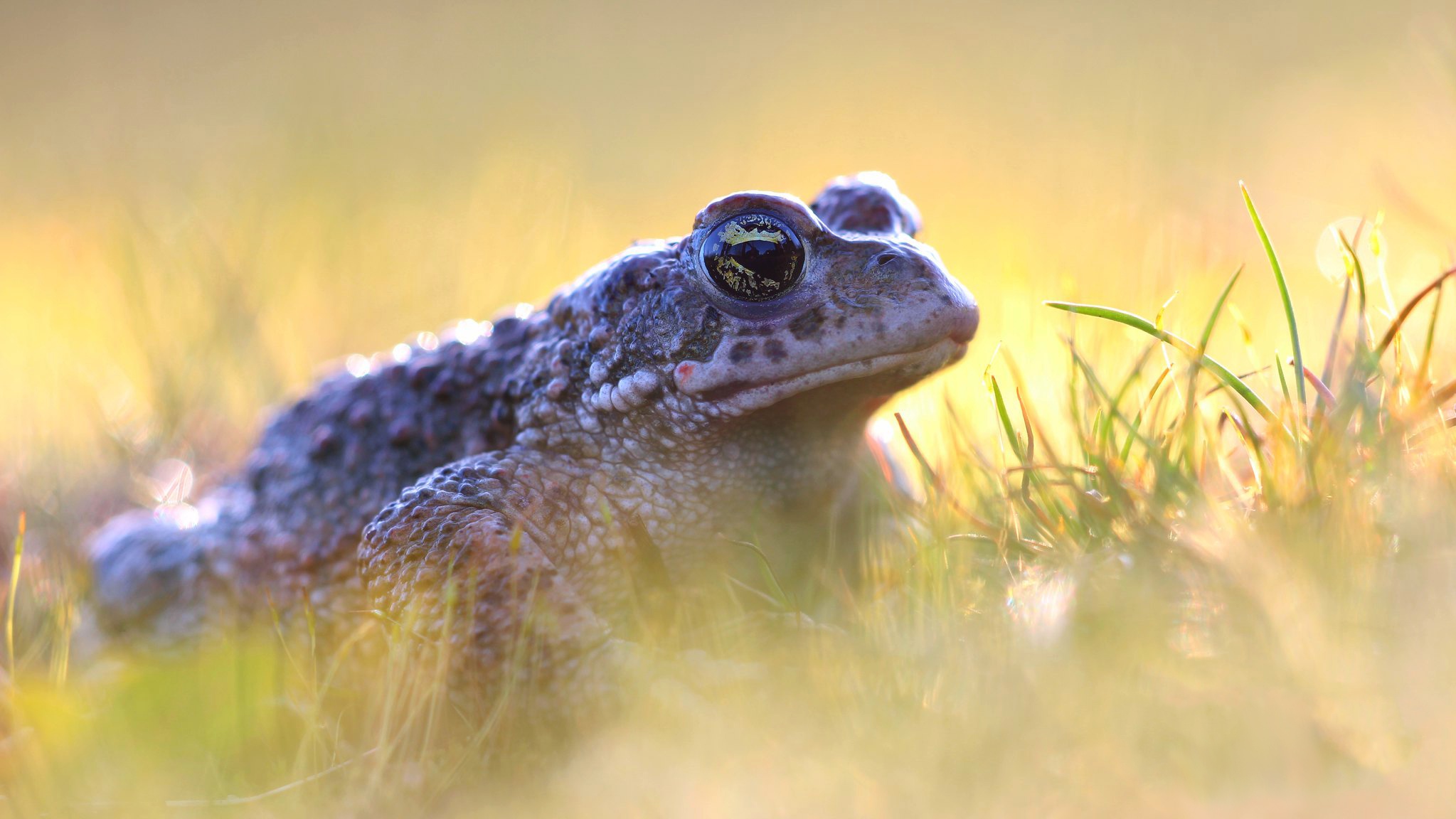 Amphibian Toad Wildlife 2047x1152