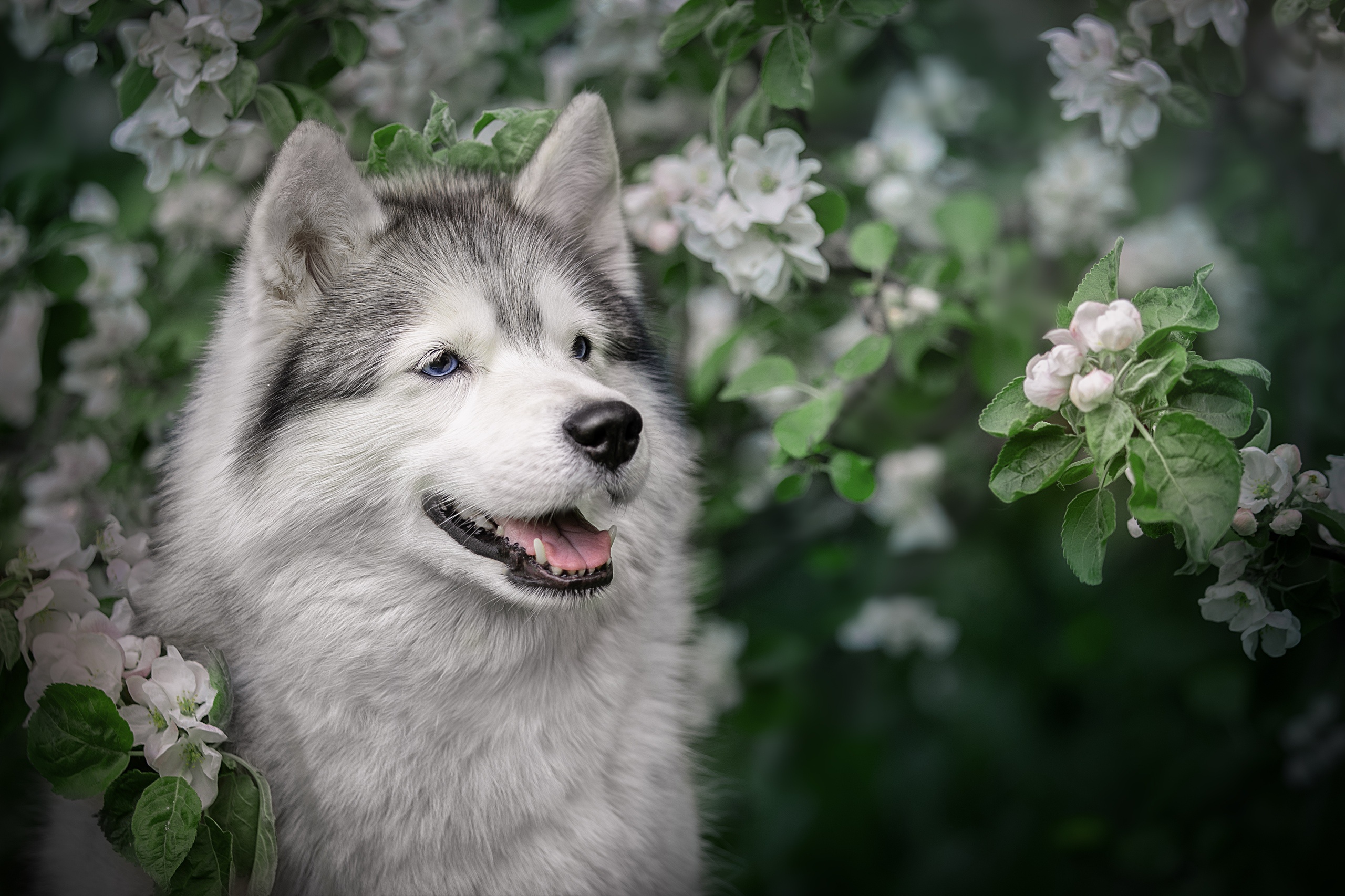 Dog Husky Pet 2560x1706