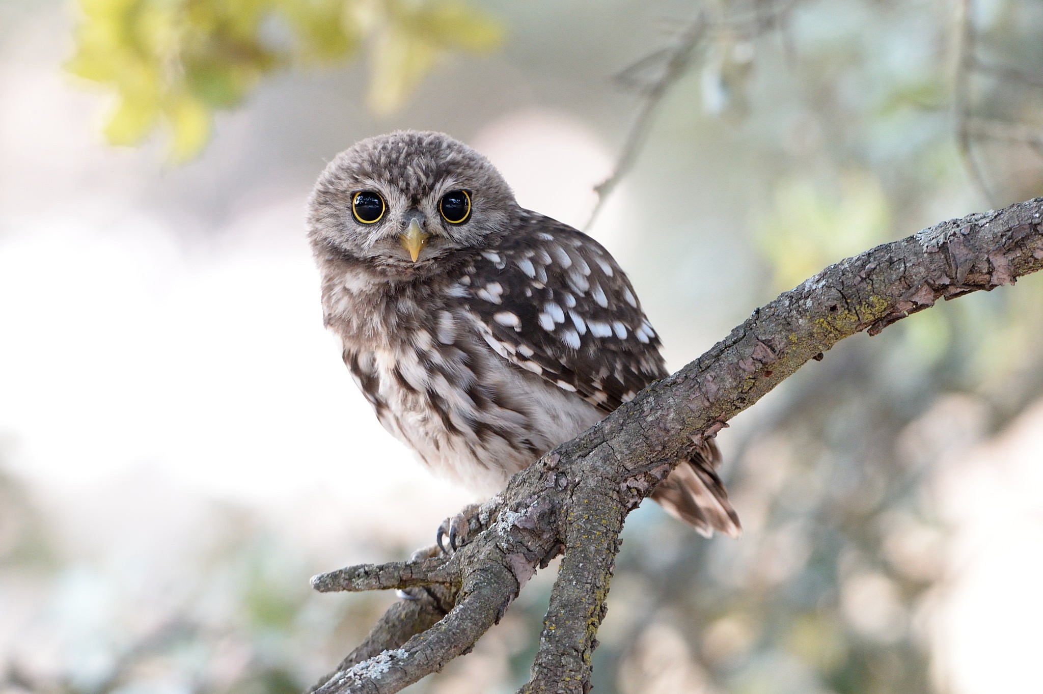 Bird Owl Wildlife 2048x1363