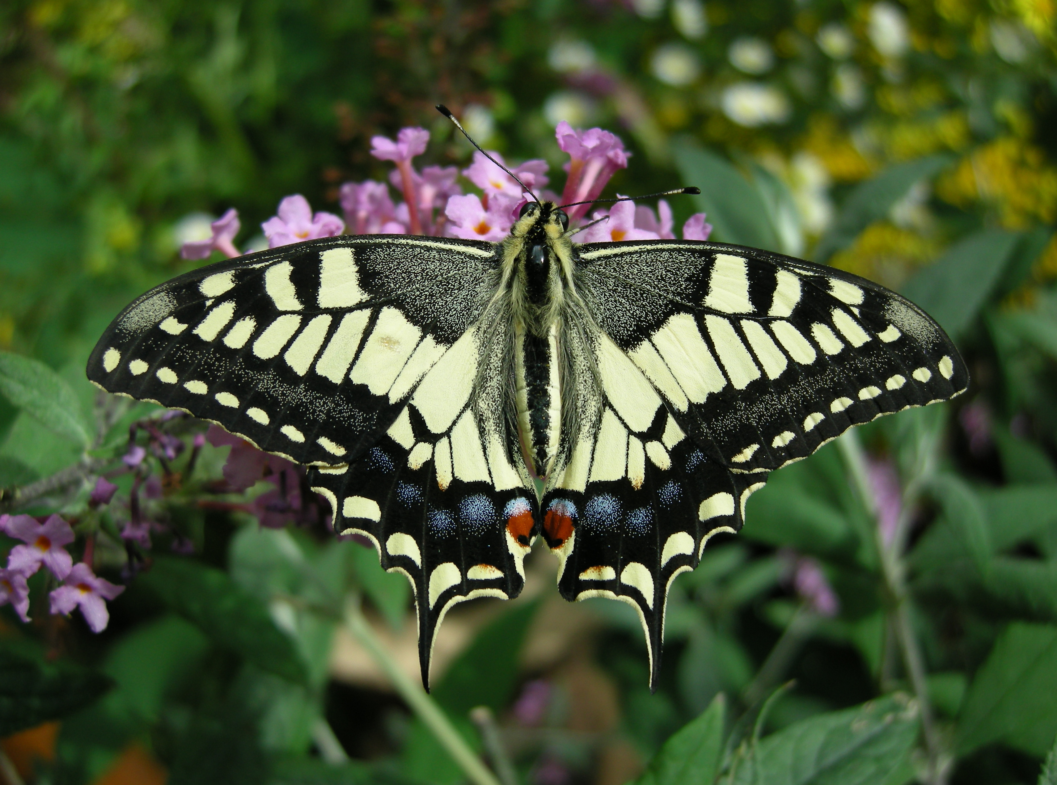 Animal Butterfly Old World Swallowtail Swallowtail Butterfly 3421x2541