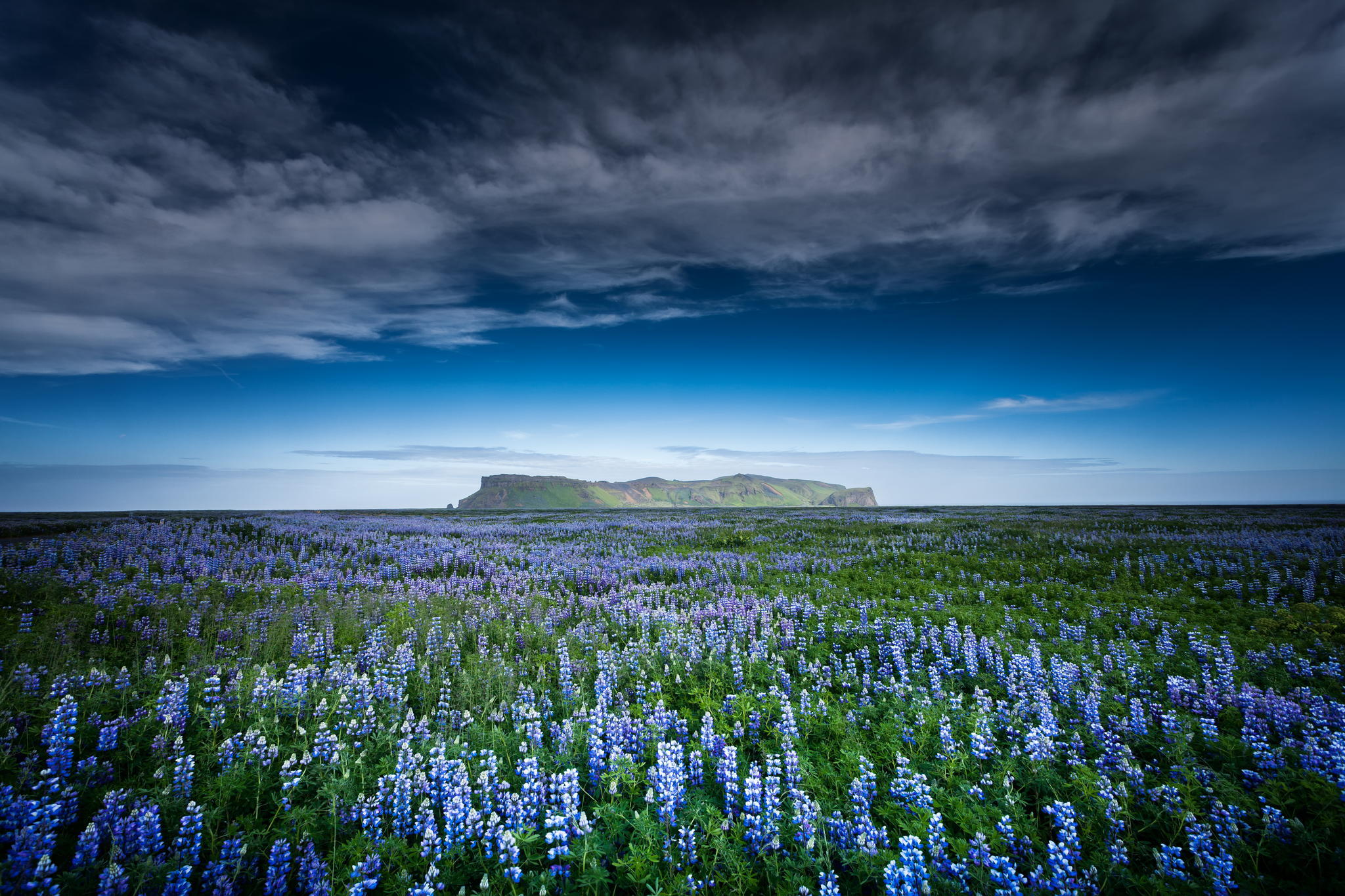 Blue Flower Earth Field Flower Lupine Sky 2048x1365