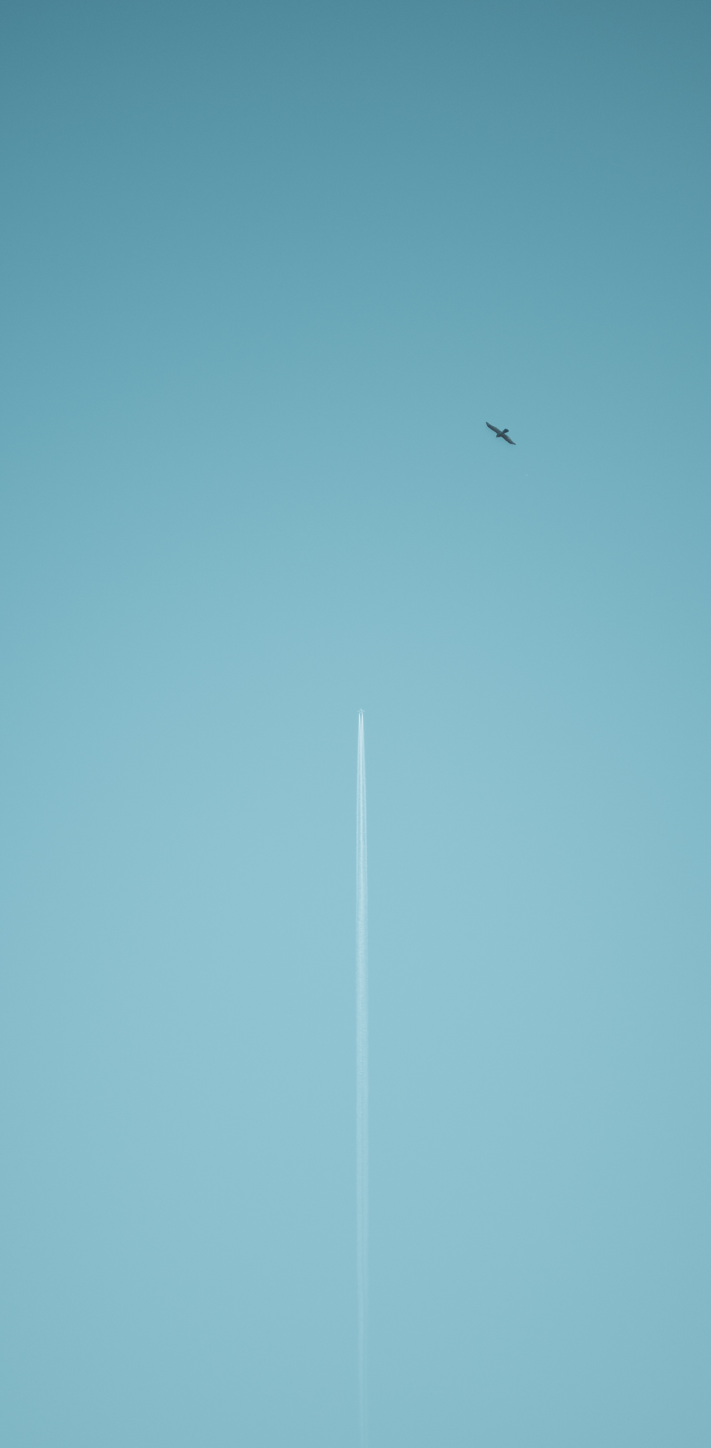 Airplane Birds Sky 2708x5516