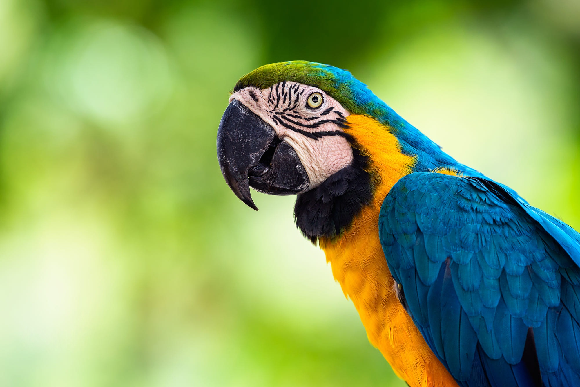 Bird Blue And Yellow Macaw Macaw Parrot Wildlife 2000x1333