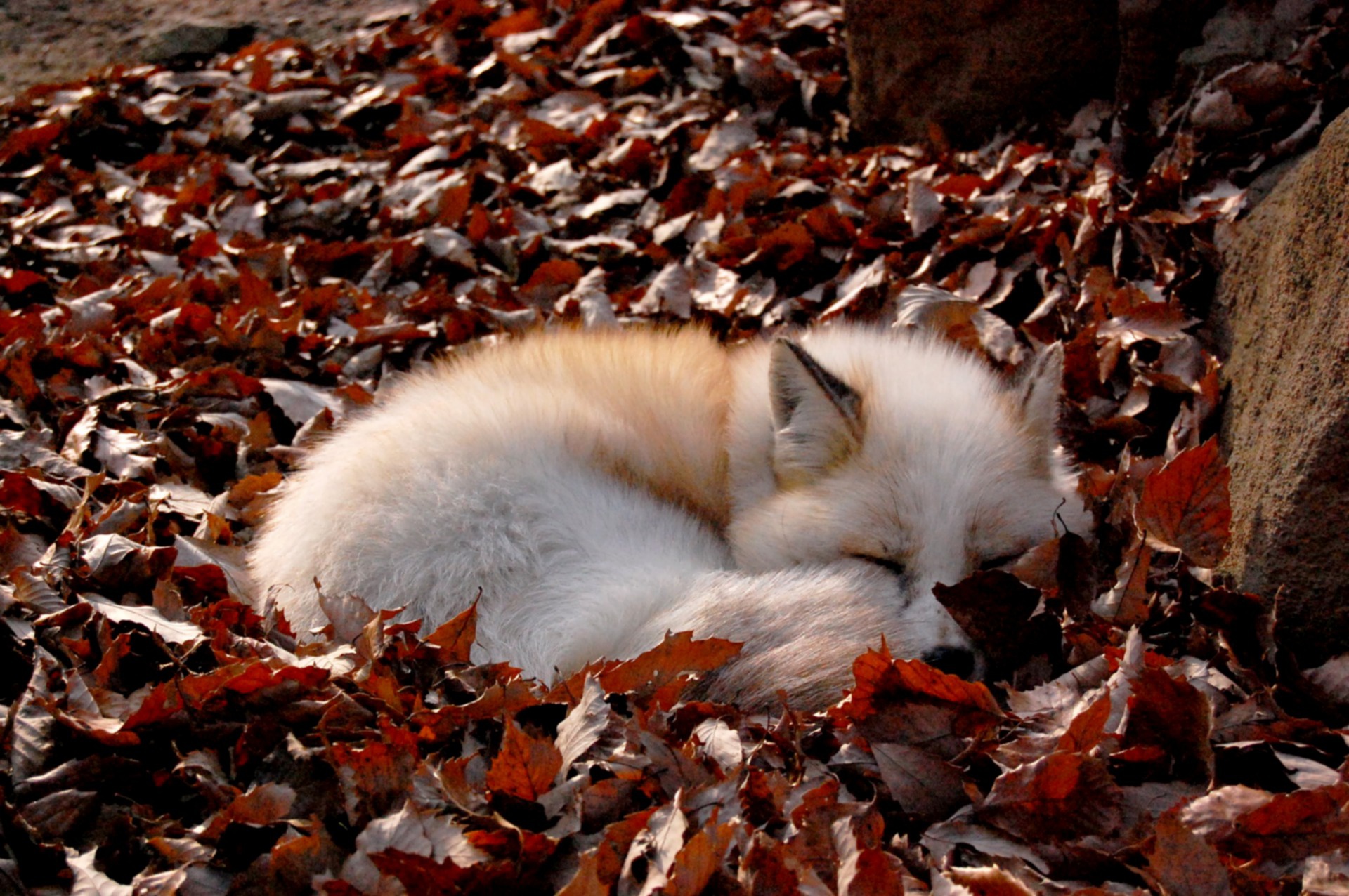 Fox Leaf Sleeping Wildlife 1920x1276