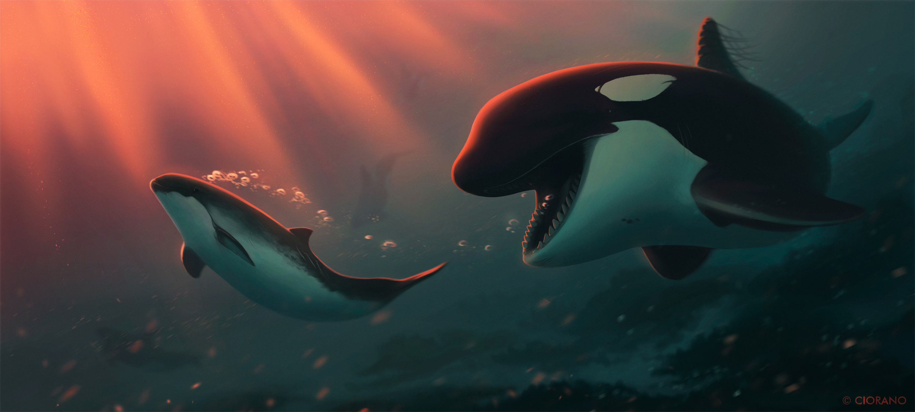 Dolphin Orca Sea Life Underwater 3000x1350