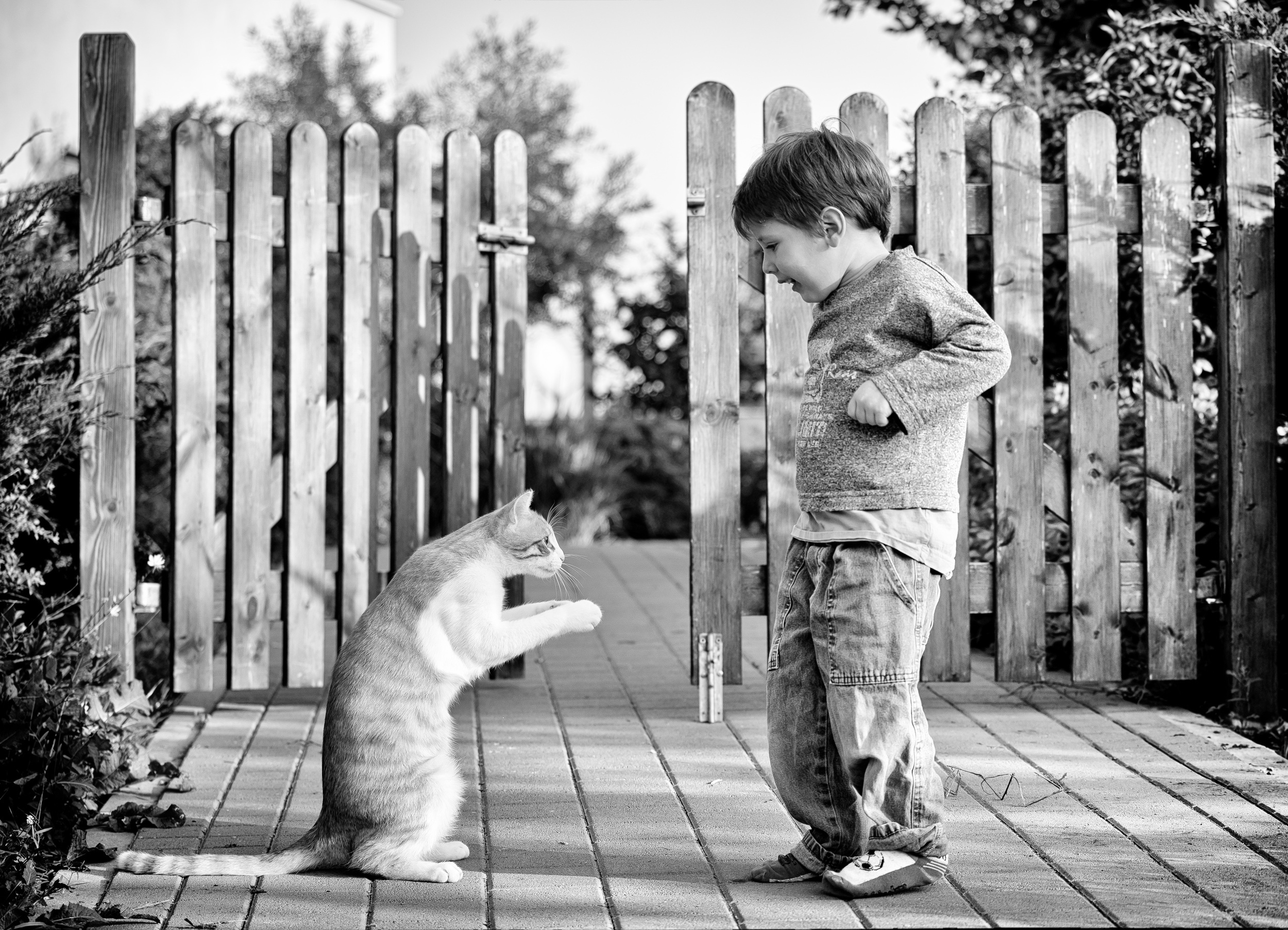 Кот мальчик игра. Дети и коты. Мальчишки на заборе. Мальчик с котом. Кошка для детей.
