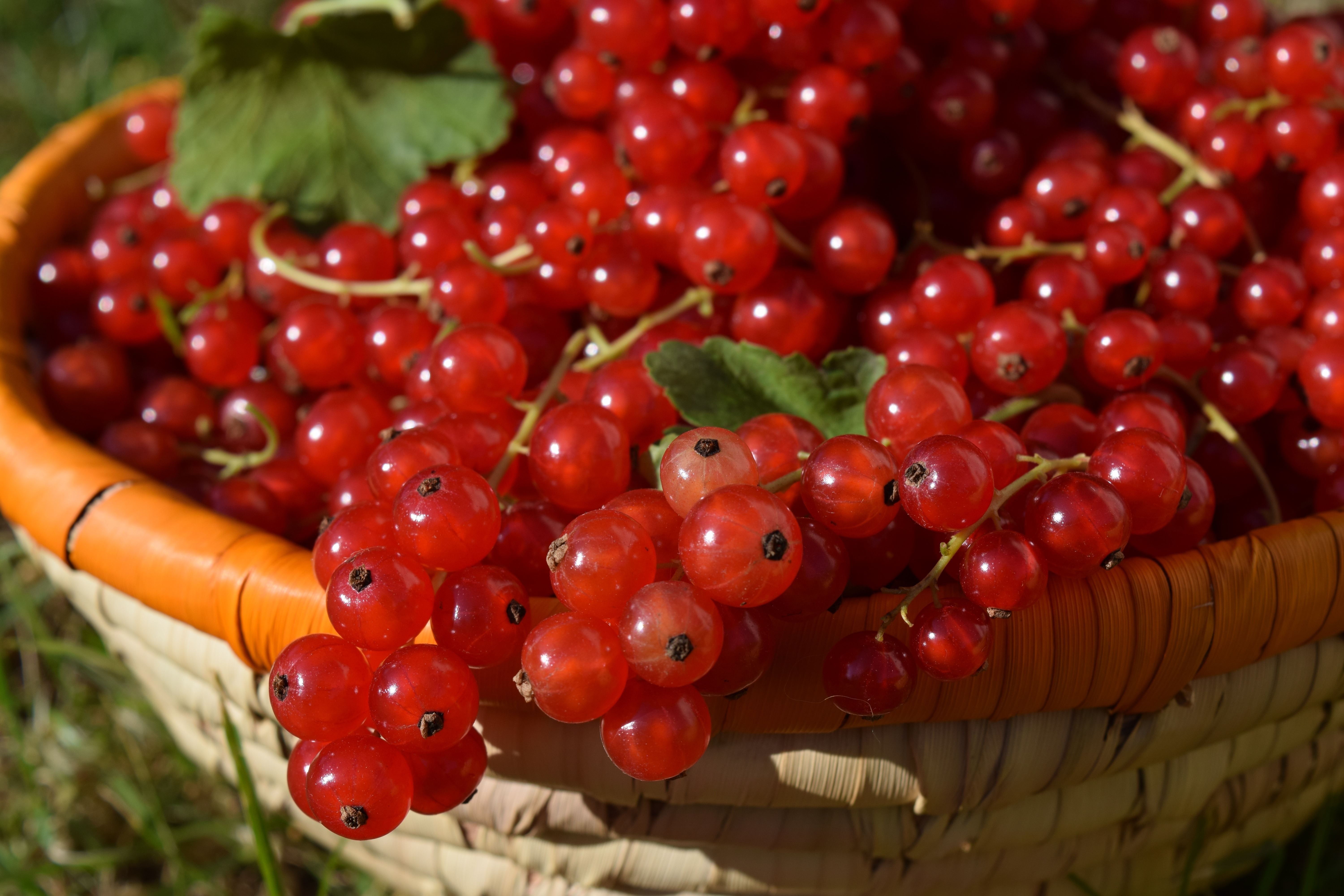 Berry Currants 6000x4000