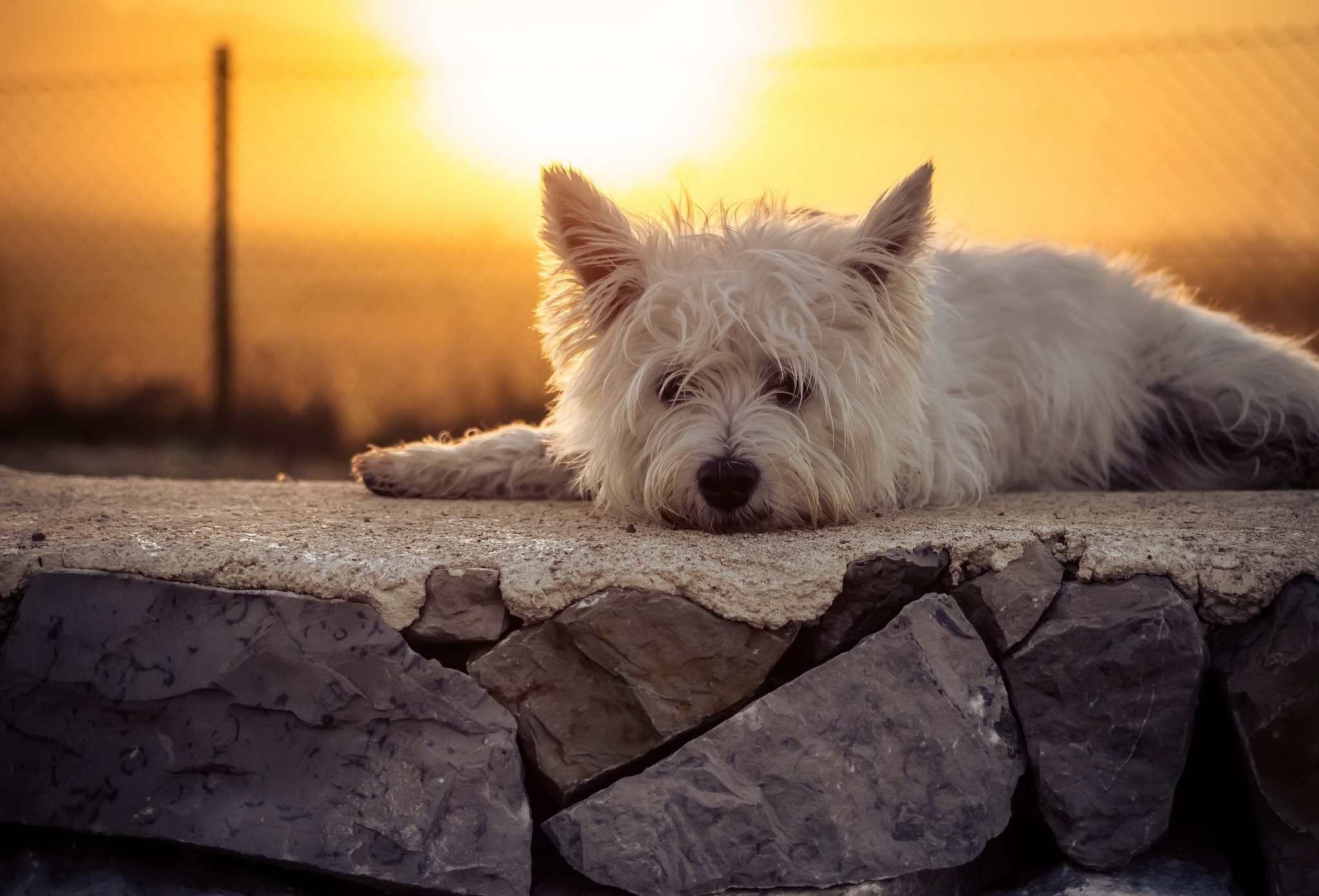 Dog Lying Down Sunset Terrier 2048x1392