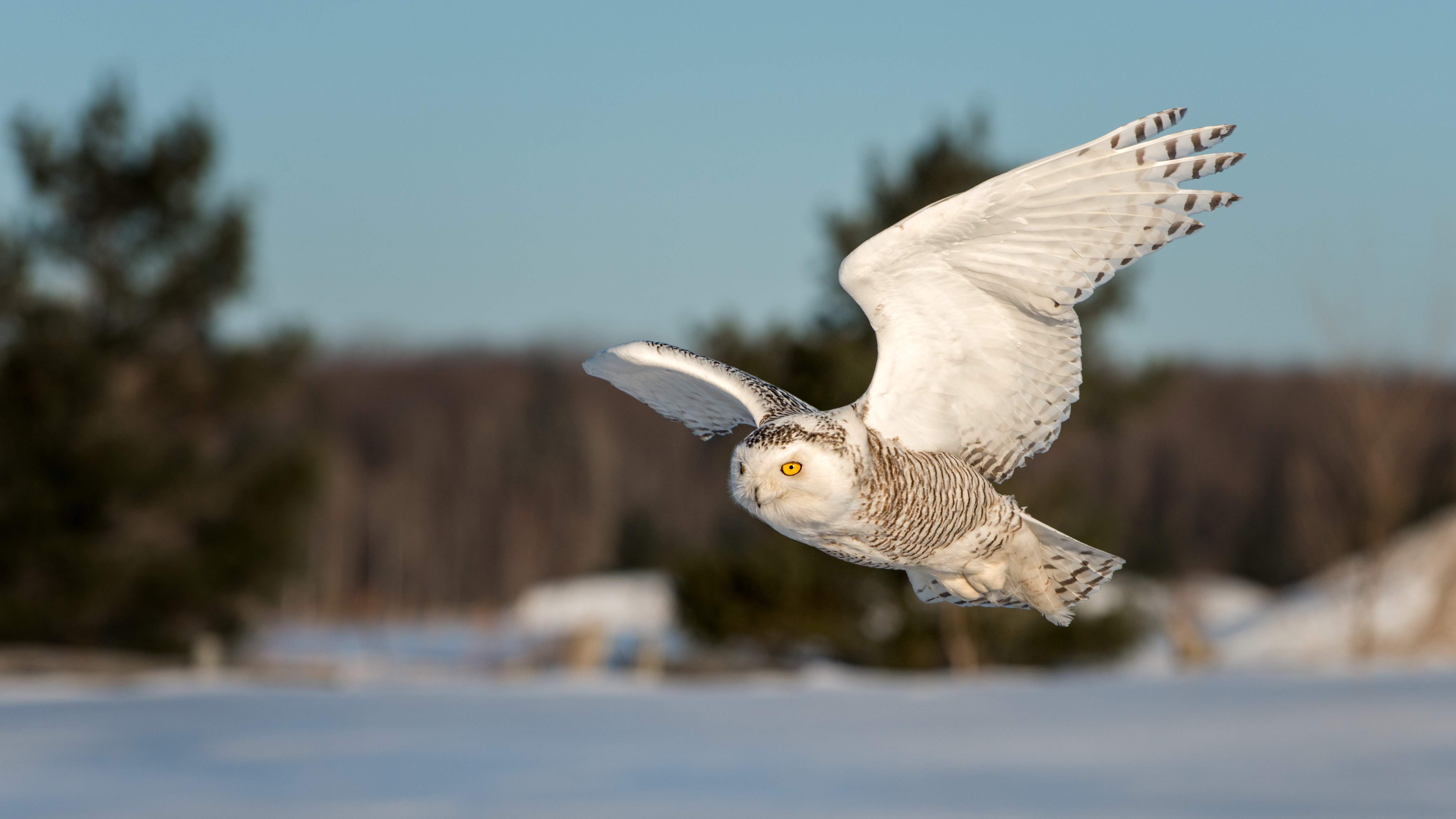 Bird Owl Snowy Owl Wildlife 5240x2948