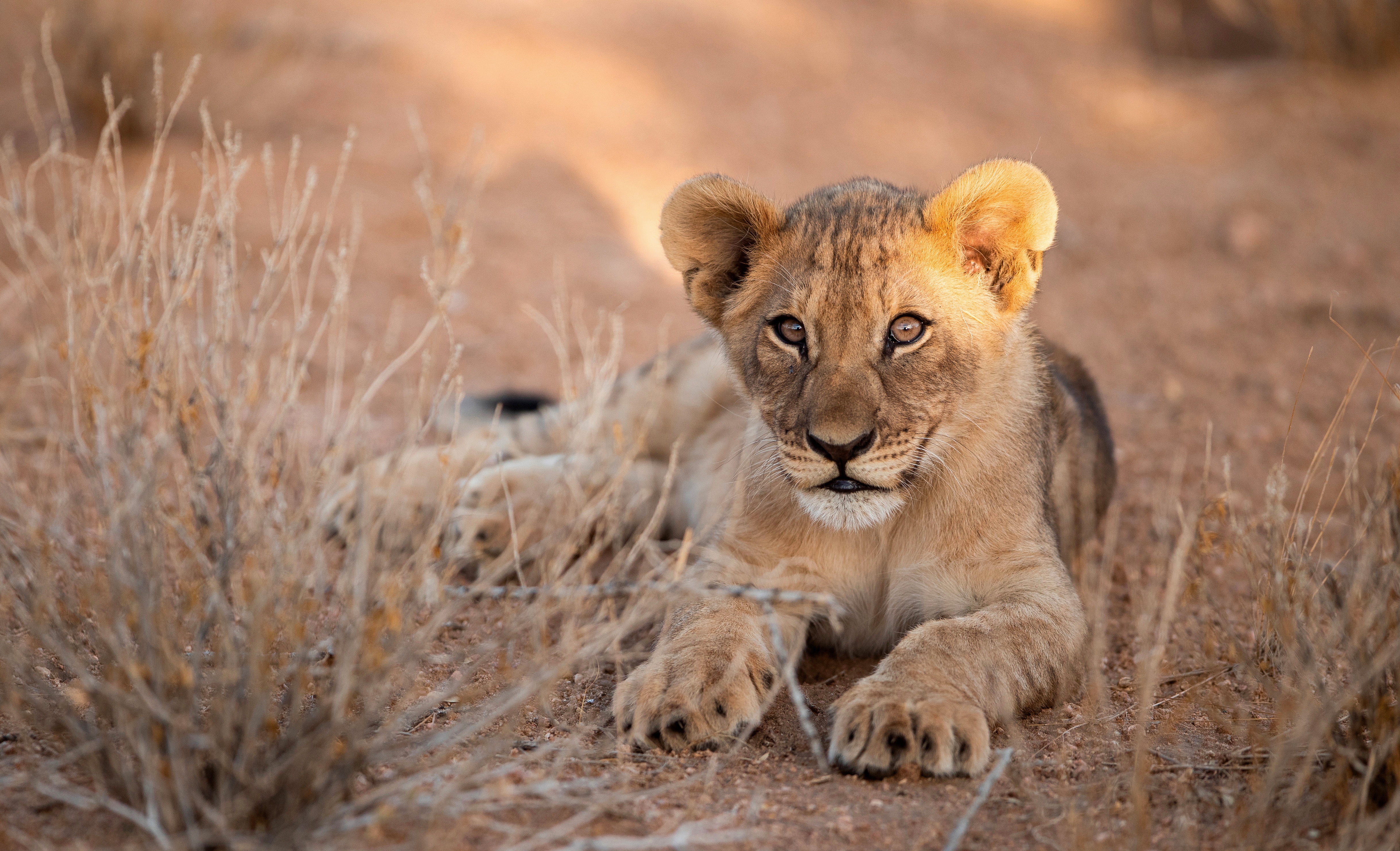 Baby Animal Big Cat Cub Lion Wildlife 4881x2969