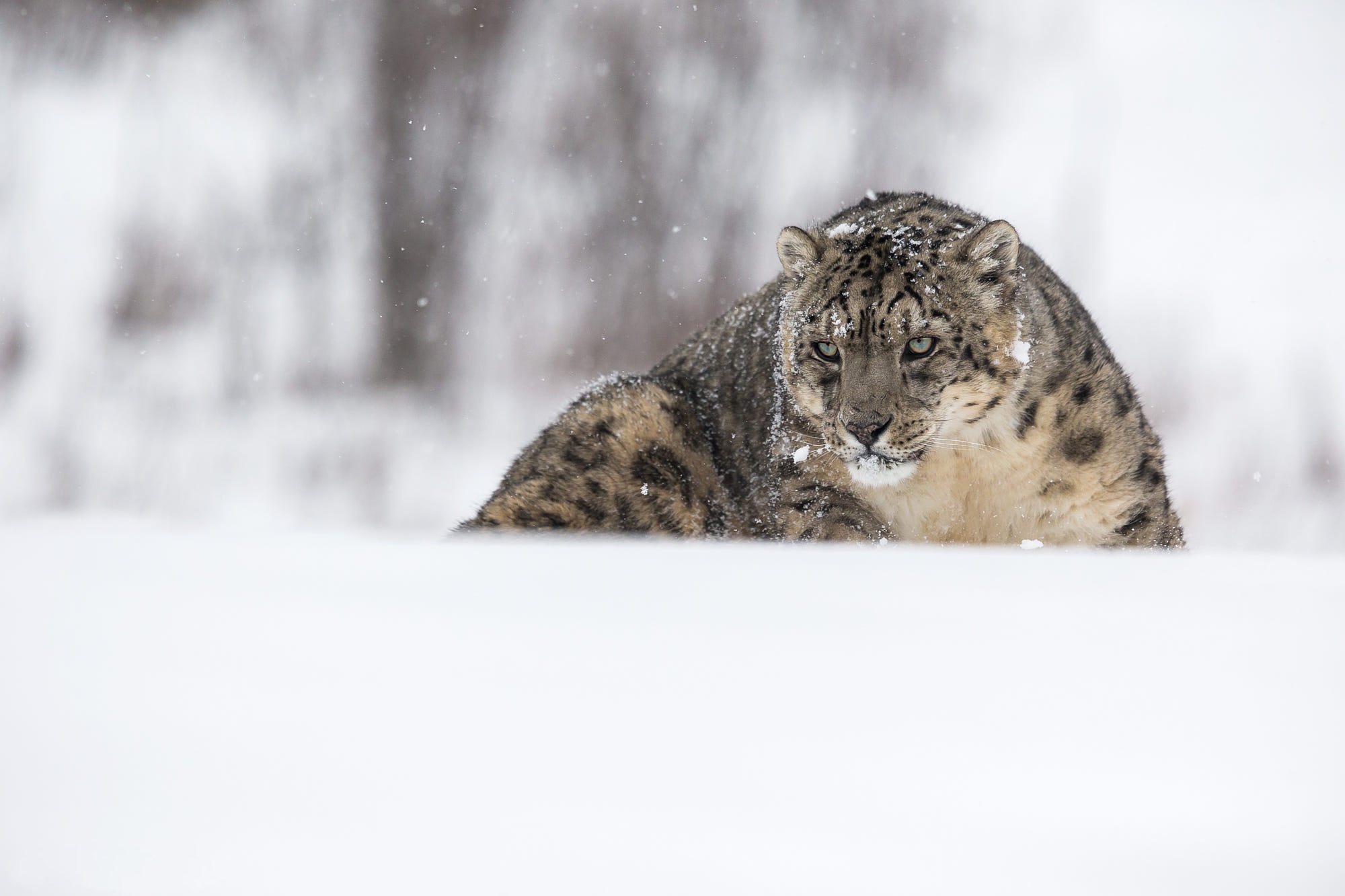 Big Cat Snow Snow Leopard Wildlife Predator Animal 2000x1333