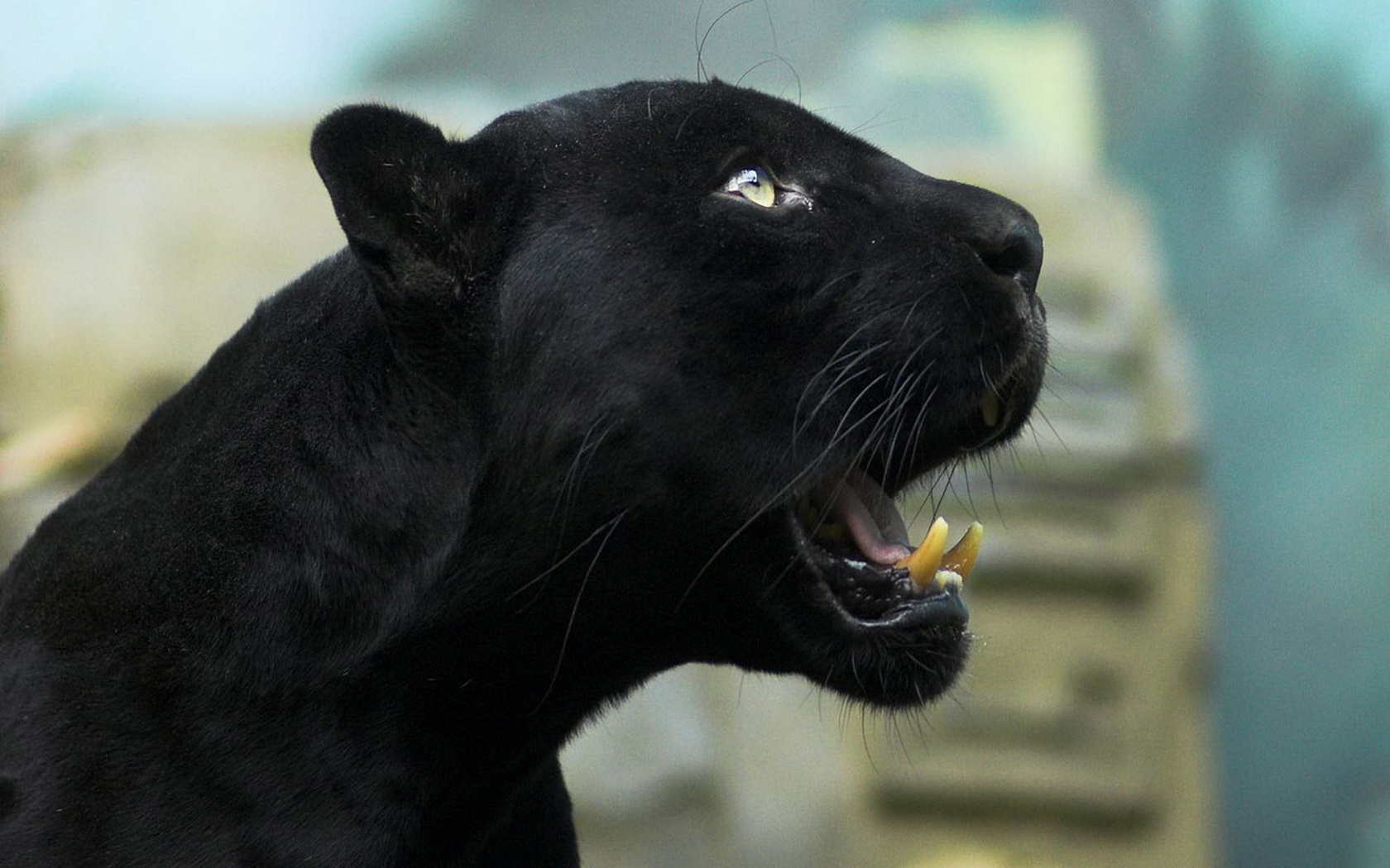 Animal Black Panther 1680x1050
