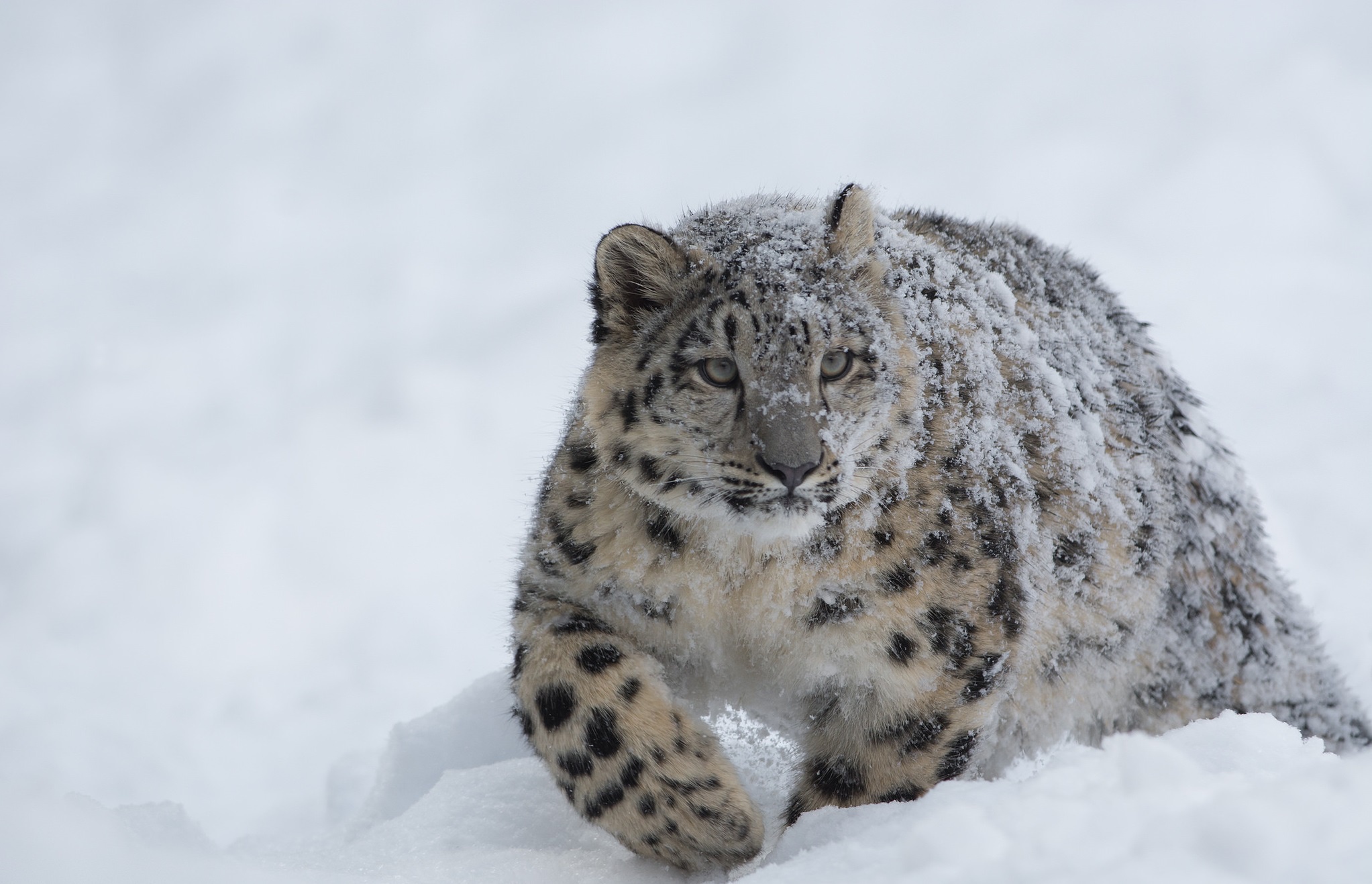 Big Cat Snow Snow Leopard Wildlife Predator Animal 2045x1317