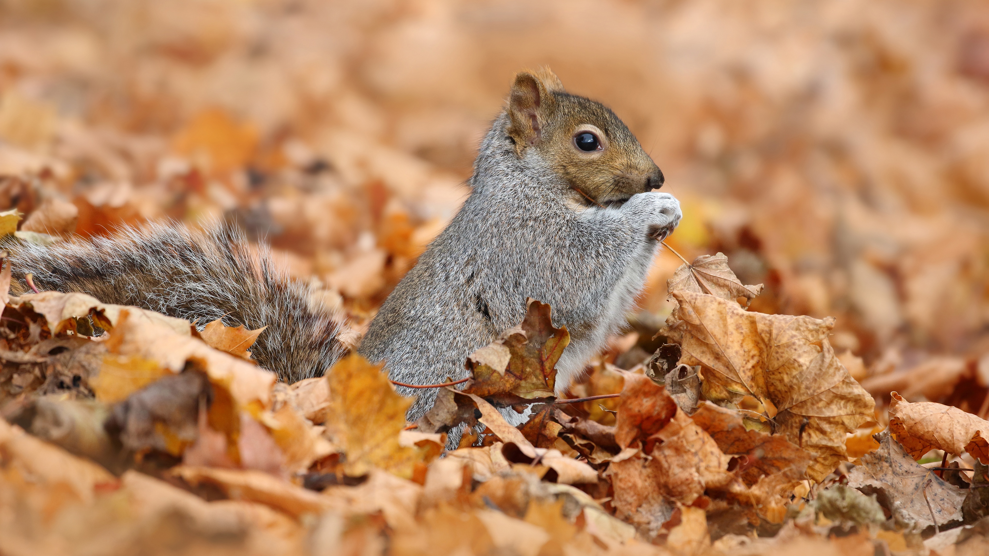 Fall Leaf Rodent Squirrel Wildlife 3840x2160